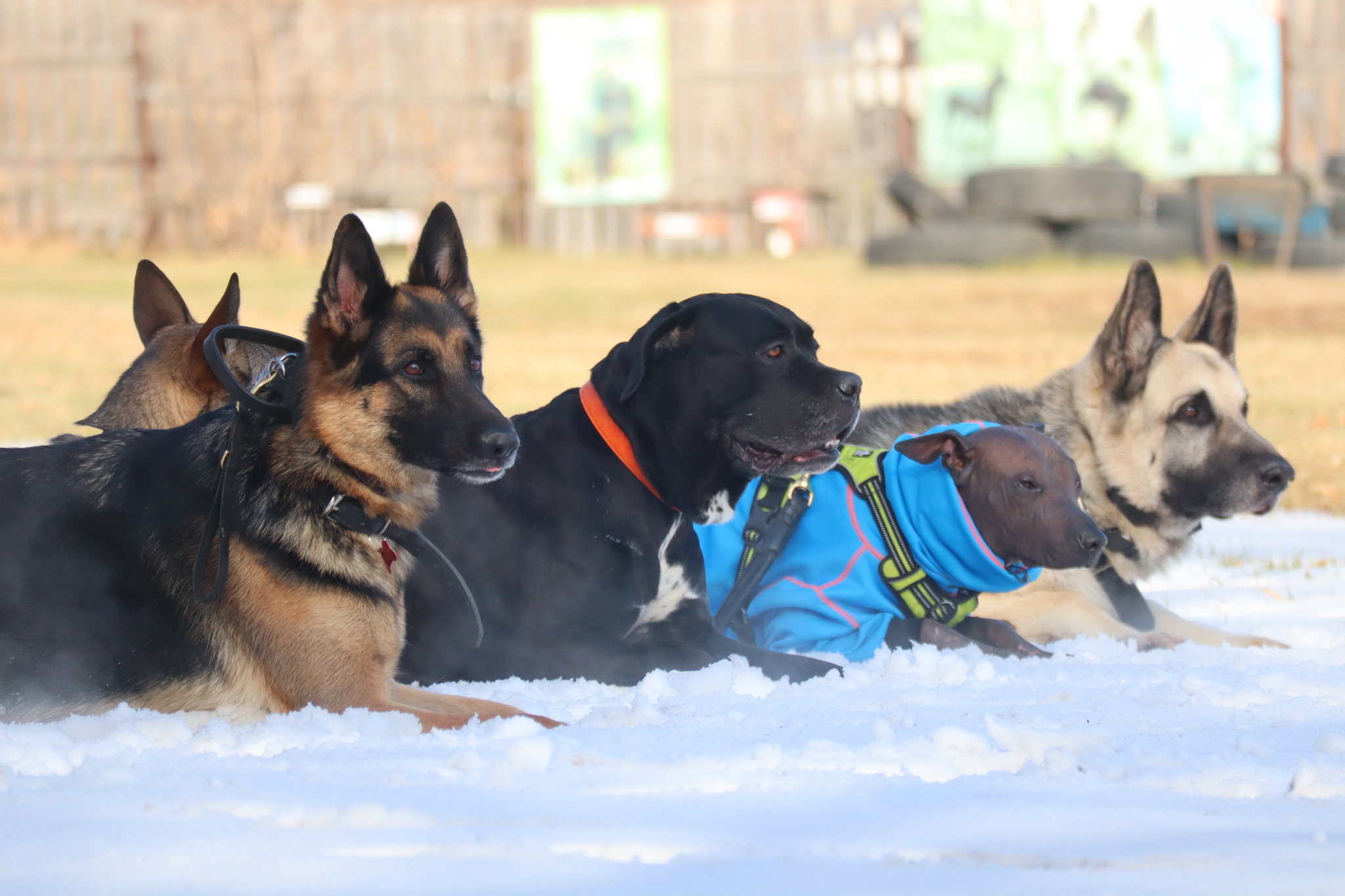 Dog training in Omsk - OCSSSS 19 - 10 - 2024 - Dog, Puppies, Omsk, Training, Dog lovers, Friend, Care, Г“Г±Г±Г±, Kindness, Friends, Longpost