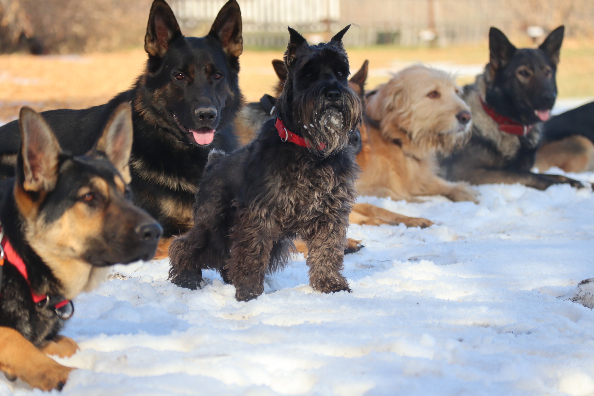 Dog training in Omsk - OCSSSS 19 - 10 - 2024 - Dog, Puppies, Omsk, Training, Dog lovers, Friend, Care, Г“Г±Г±Г±, Kindness, Friends, Longpost