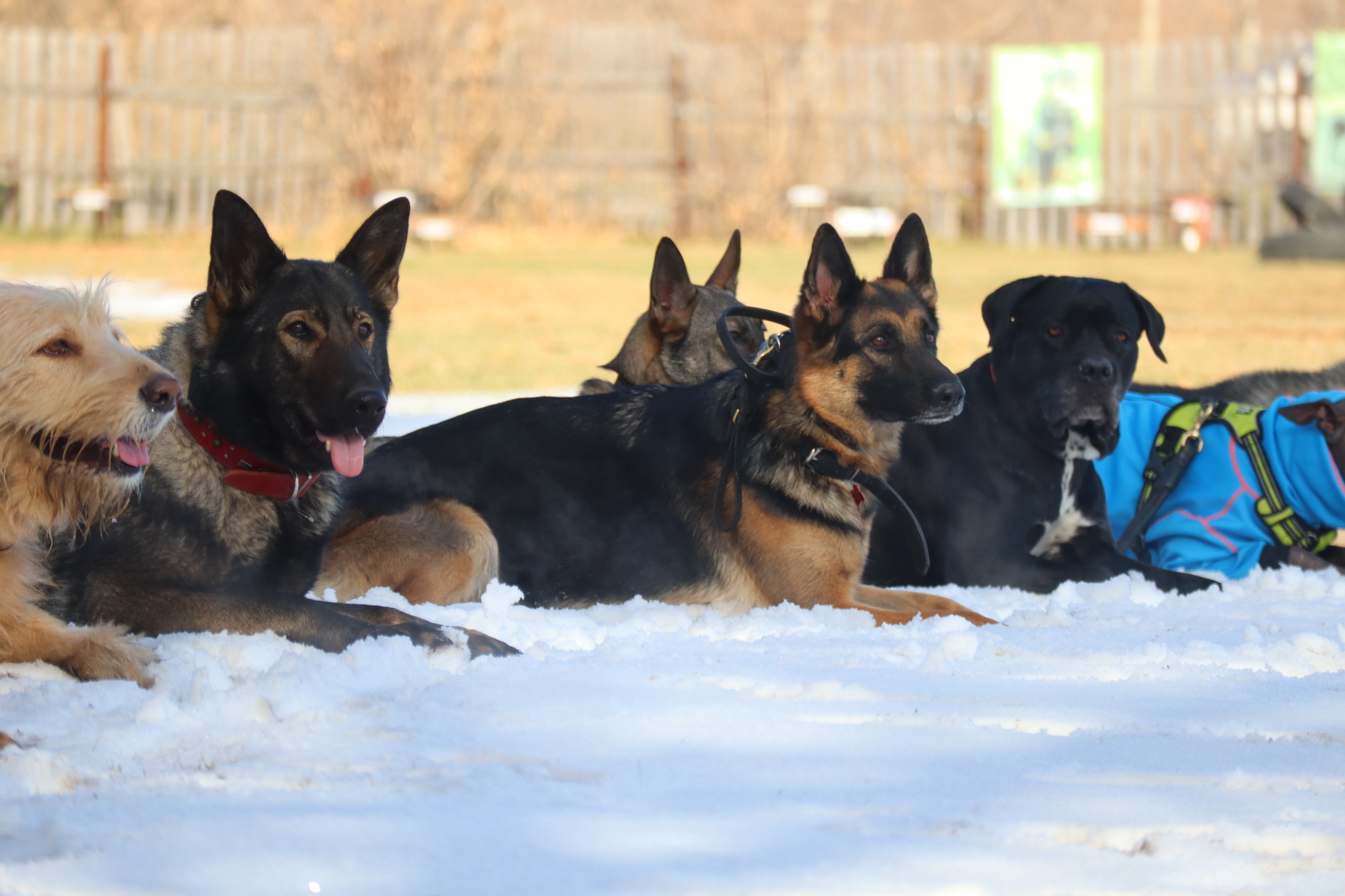 Dog training in Omsk - OCSSSS 19 - 10 - 2024 - Dog, Puppies, Omsk, Training, Dog lovers, Friend, Care, Г“Г±Г±Г±, Kindness, Friends, Longpost