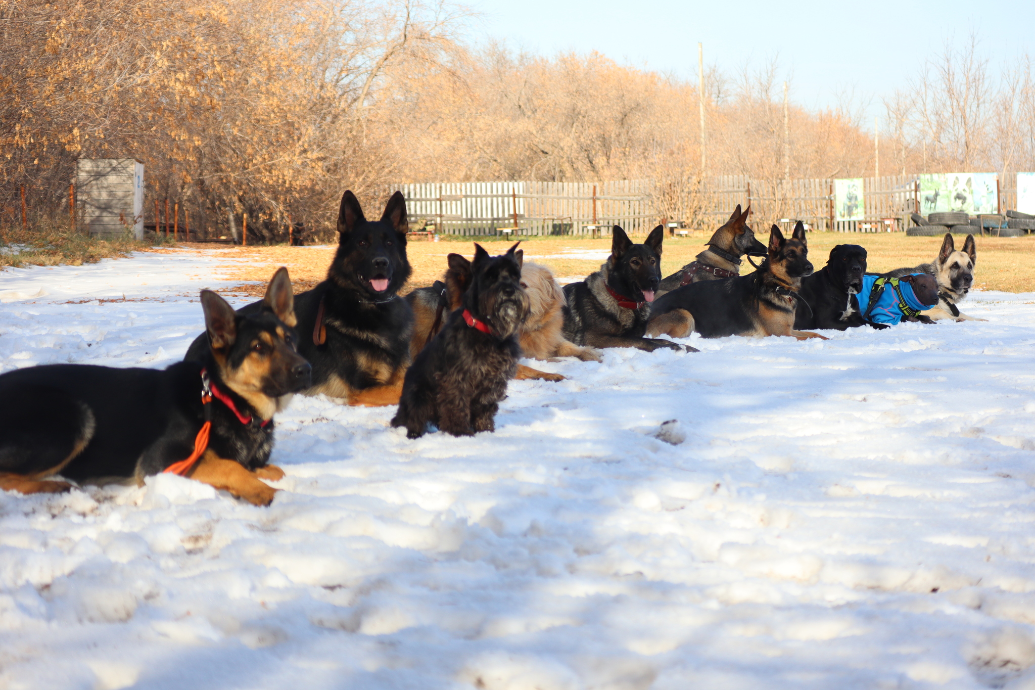 Dog training in Omsk - OCSSSS 19 - 10 - 2024 - Dog, Puppies, Omsk, Training, Dog lovers, Friend, Care, Г“Г±Г±Г±, Kindness, Friends, Longpost