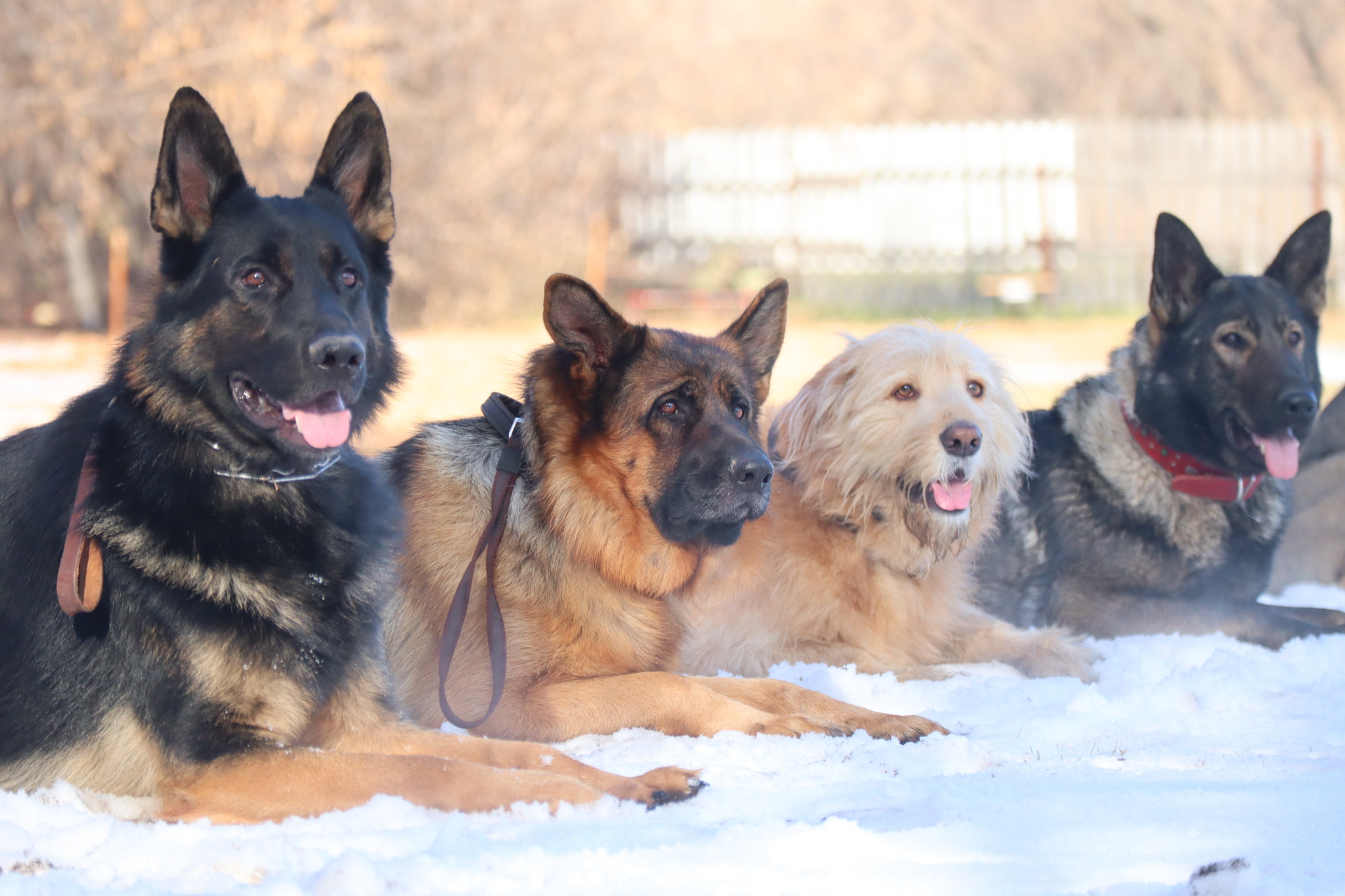 Dog training in Omsk - OCSSSS 19 - 10 - 2024 - Dog, Puppies, Omsk, Training, Dog lovers, Friend, Care, Г“Г±Г±Г±, Kindness, Friends, Longpost