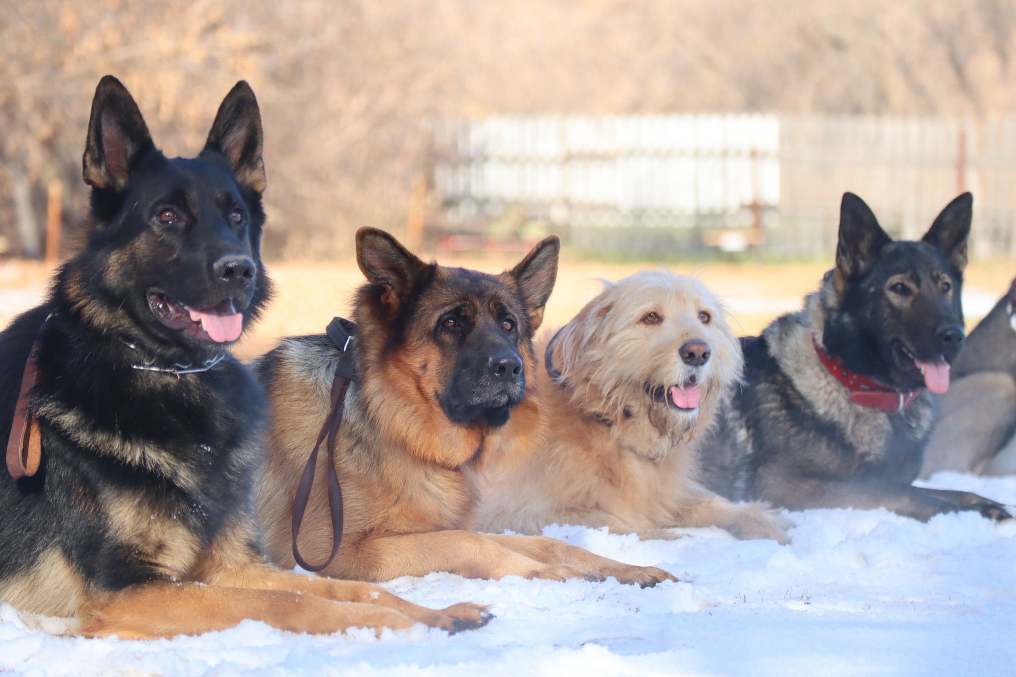 Dog training in Omsk - OCSSSS 19 - 10 - 2024 - Dog, Puppies, Omsk, Training, Dog lovers, Friend, Care, Г“Г±Г±Г±, Kindness, Friends, Longpost