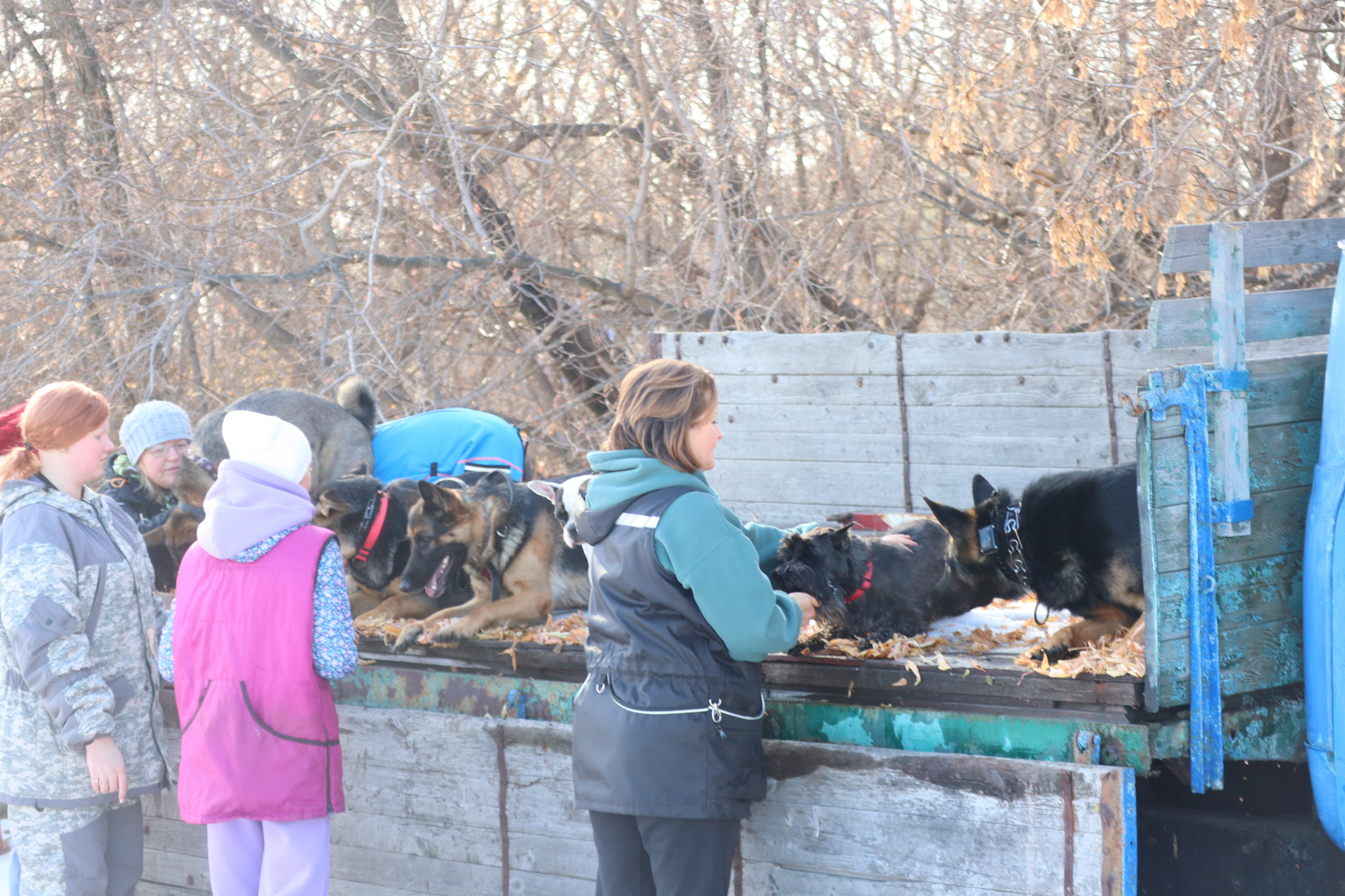 Dog training in Omsk - OCSSSS 19 - 10 - 2024 - Dog, Puppies, Omsk, Training, Dog lovers, Friend, Care, Г“Г±Г±Г±, Kindness, Friends, Longpost