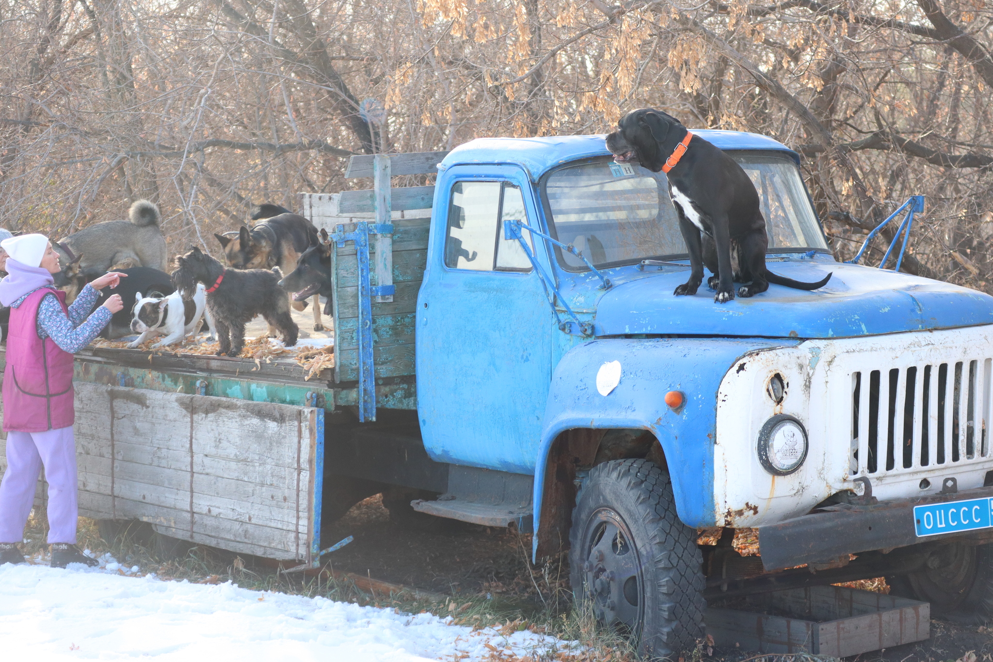 Dog training in Omsk - OCSSSS 19 - 10 - 2024 - Dog, Puppies, Omsk, Training, Dog lovers, Friend, Care, Г“Г±Г±Г±, Kindness, Friends, Longpost