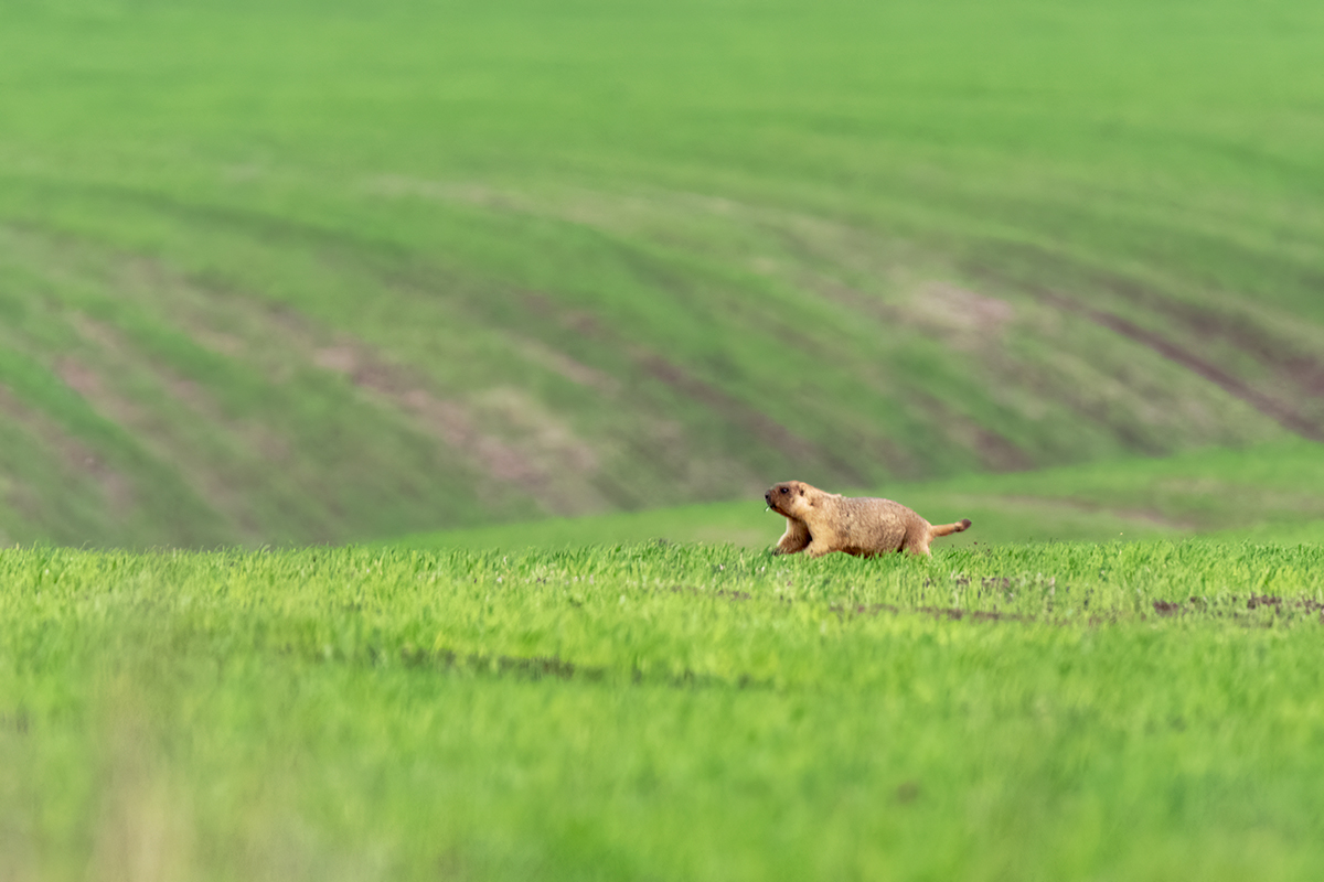 Across the field - My, Marmot, Baibaco, Field, Steppe, Photo hunting, Rostov region