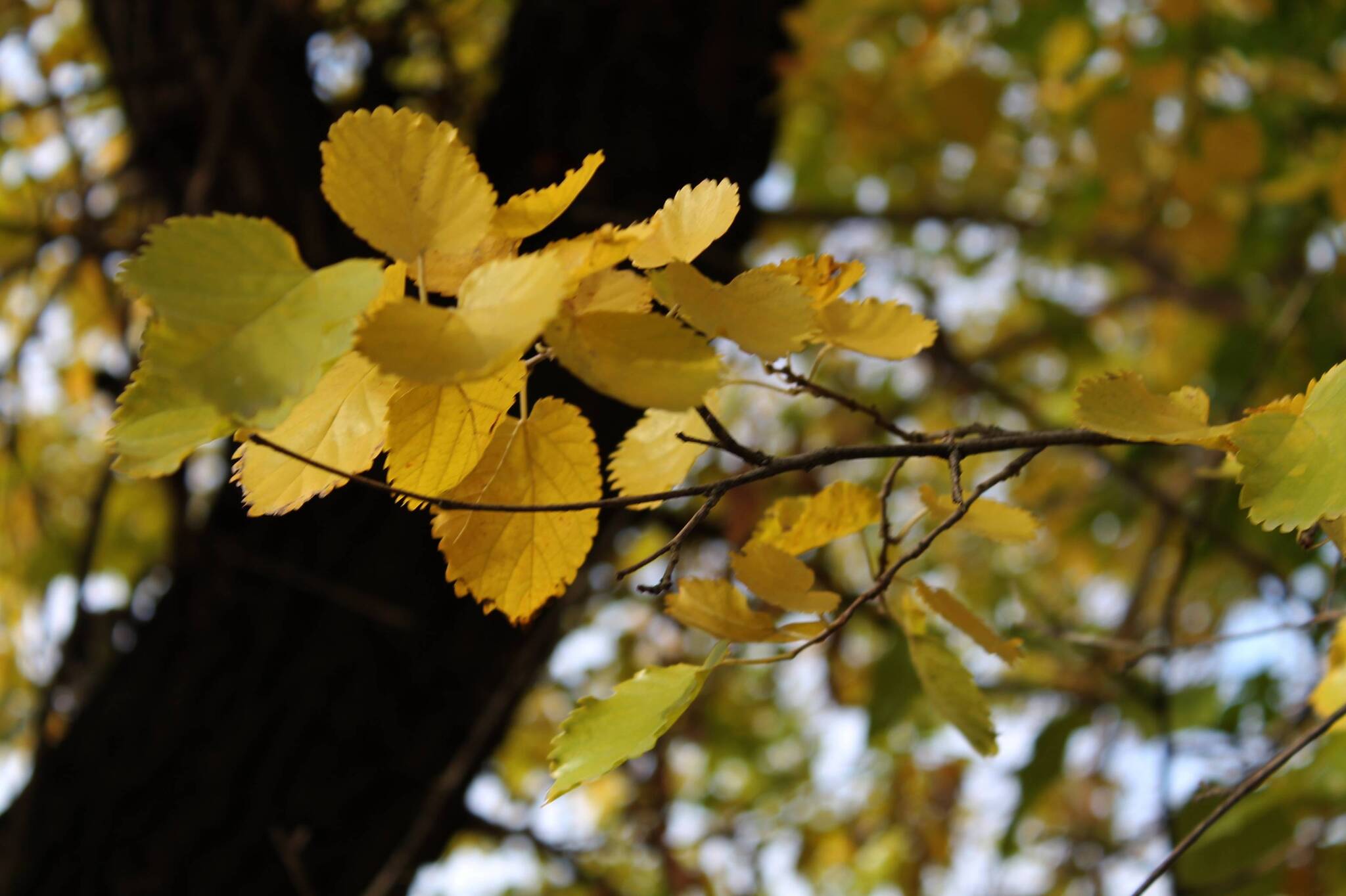 Autumn mood - My, The photo, Nature, Plants, Autumn leaves