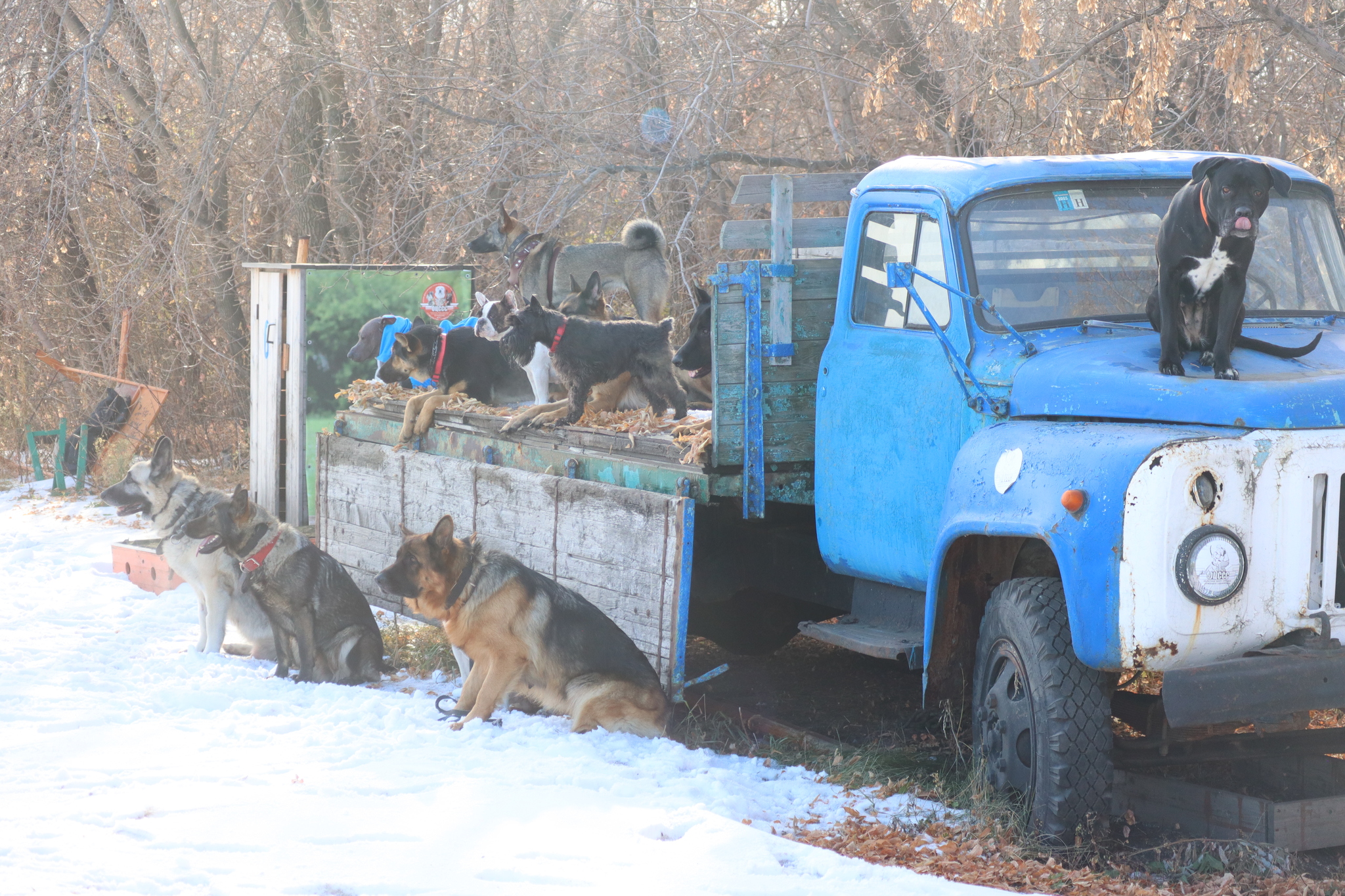 Dog training in Omsk - OCSSSS 19 - 10 - 2024 - Dog, Puppies, Omsk, Training, Dog lovers, Г“Г±Г±Г±, Friend, Care, Longpost