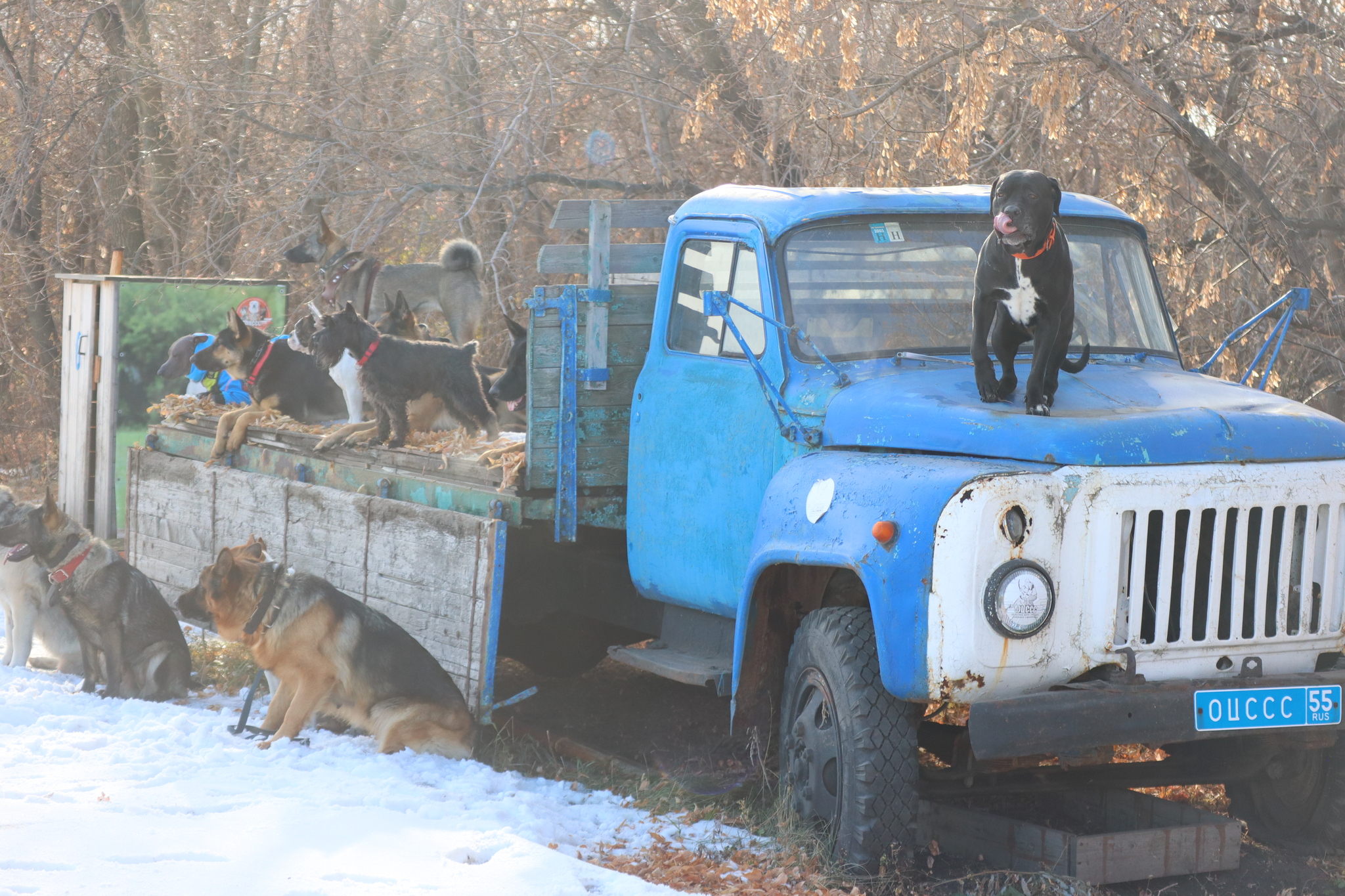 Dog training in Omsk - OCSSSS 19 - 10 - 2024 - Dog, Puppies, Omsk, Training, Dog lovers, Г“Г±Г±Г±, Friend, Care, Longpost