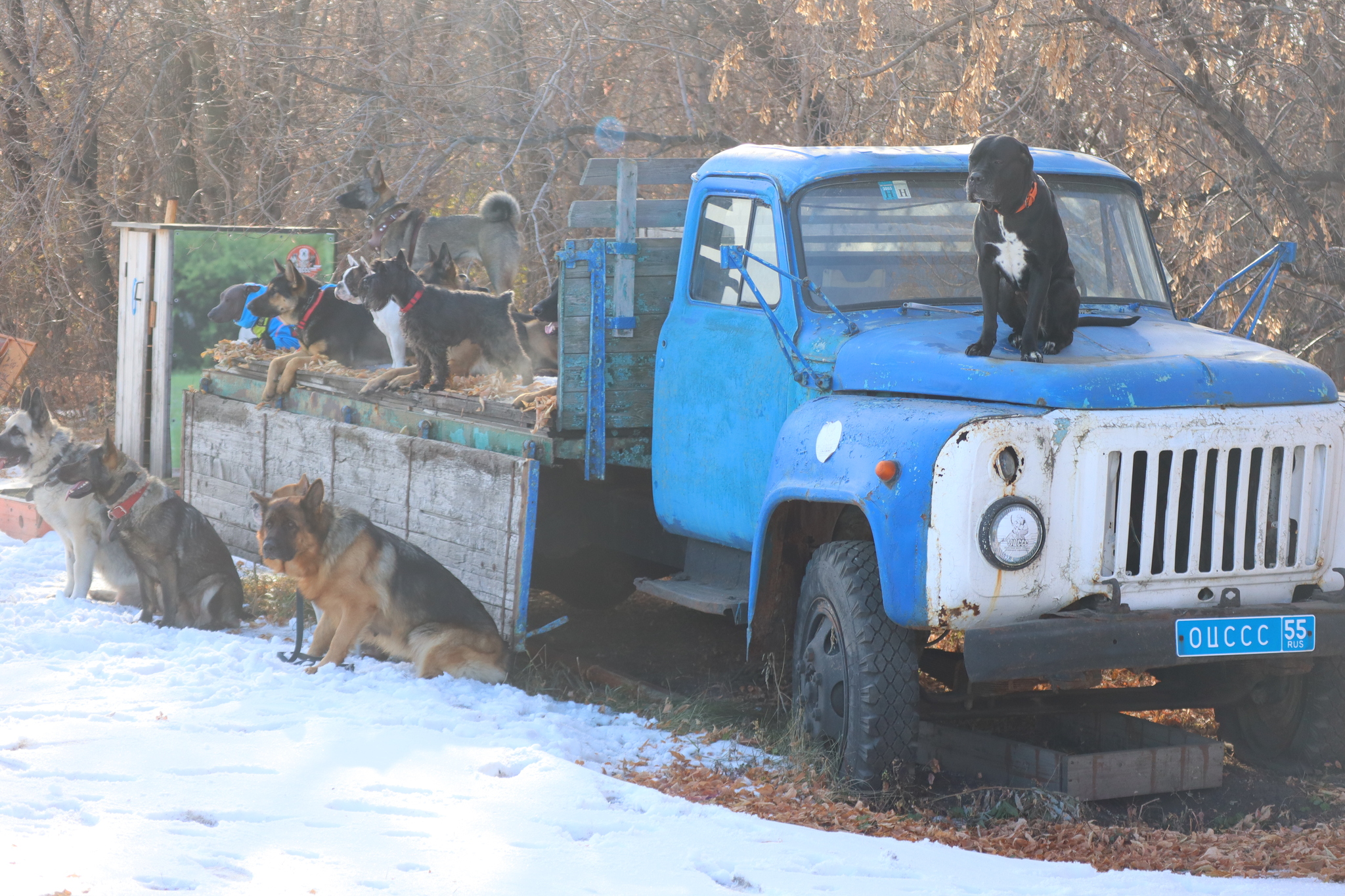 Dog training in Omsk - OCSSSS 19 - 10 - 2024 - Dog, Puppies, Omsk, Training, Dog lovers, Г“Г±Г±Г±, Friend, Care, Longpost