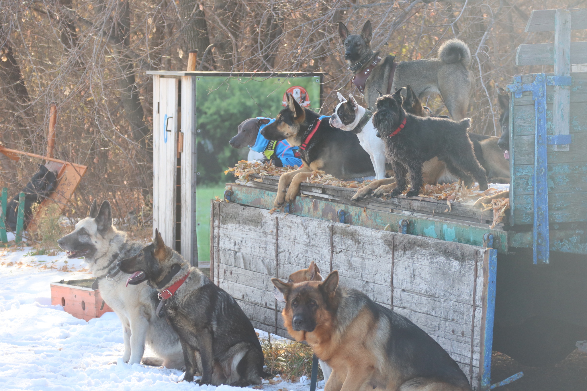 Dog training in Omsk - OCSSSS 19 - 10 - 2024 - Dog, Puppies, Omsk, Training, Dog lovers, Г“Г±Г±Г±, Friend, Care, Longpost