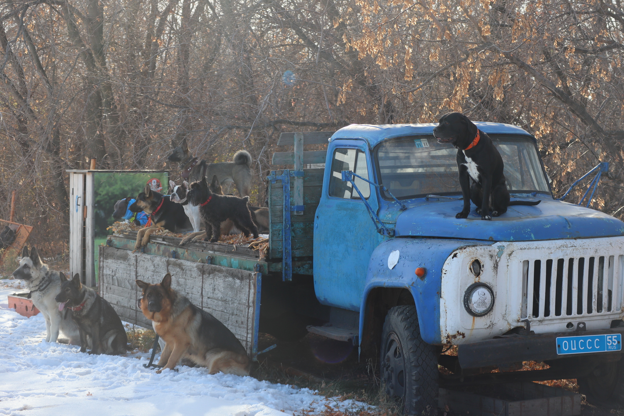 Dog training in Omsk - OCSSSS 19 - 10 - 2024 - Dog, Puppies, Omsk, Training, Dog lovers, Г“Г±Г±Г±, Friend, Care, Longpost