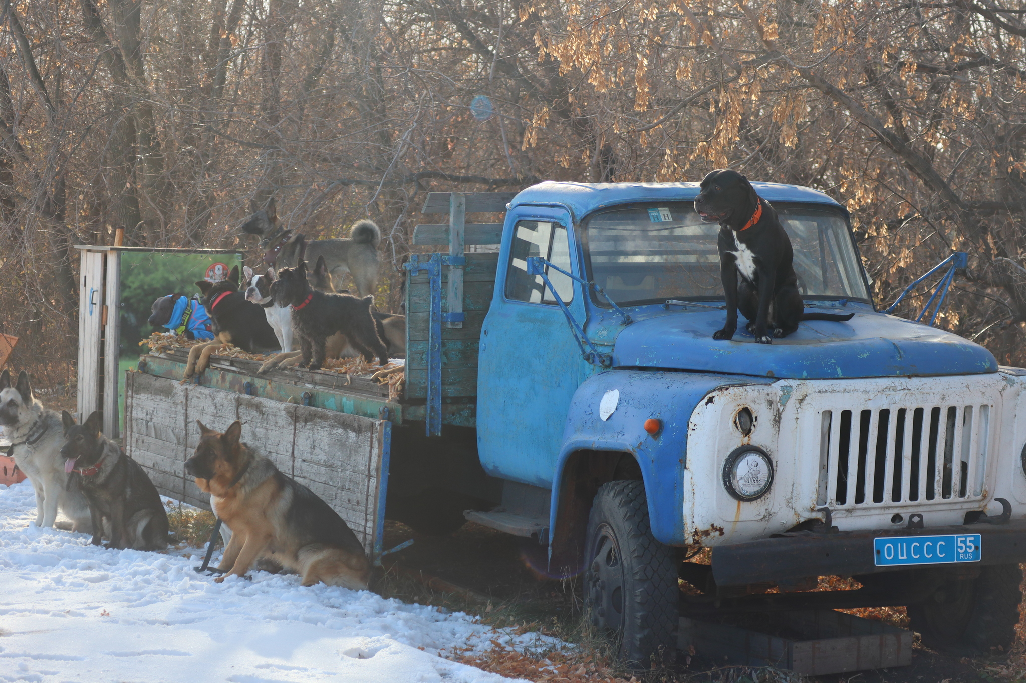 Dog training in Omsk - OCSSSS 19 - 10 - 2024 - Dog, Puppies, Omsk, Training, Dog lovers, Г“Г±Г±Г±, Friend, Care, Longpost