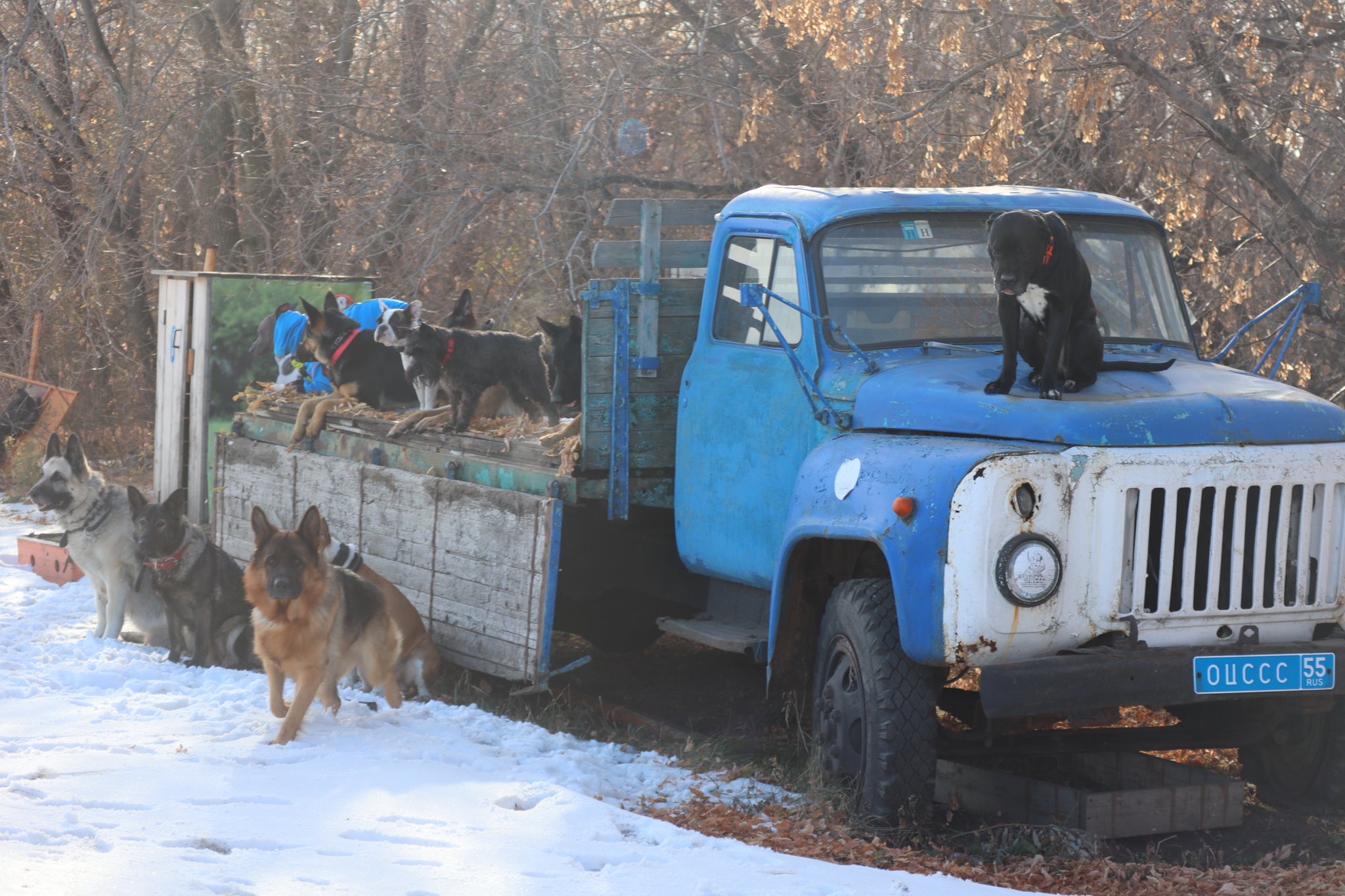 Dog training in Omsk - OCSSSS 19 - 10 - 2024 - Dog, Puppies, Omsk, Training, Dog lovers, Г“Г±Г±Г±, Friend, Care, Longpost