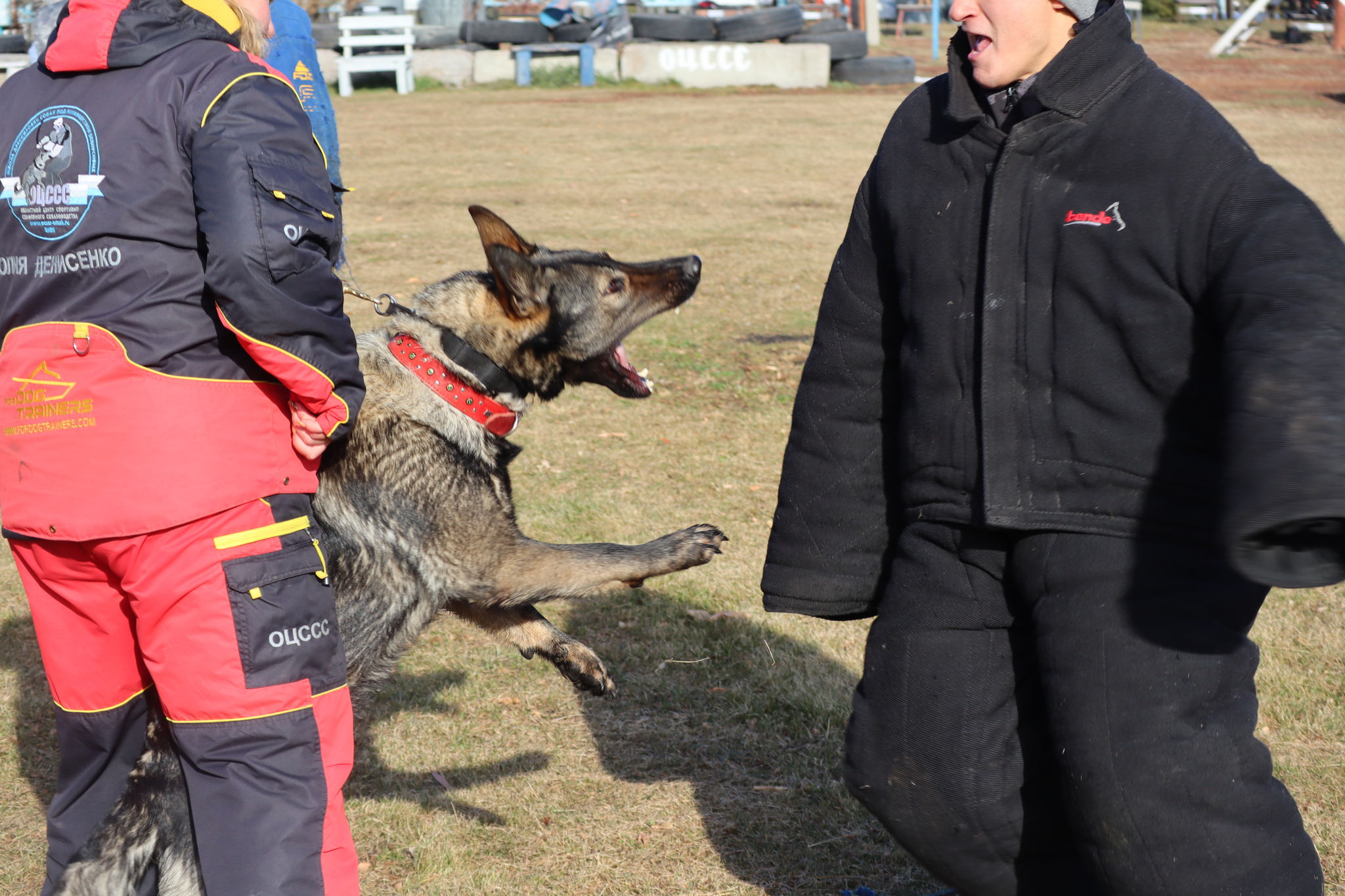 Dog training in Omsk - OCSSSS 19 - 10 - 2024 - Dog, Puppies, Omsk, Training, Dog lovers, Г“Г±Г±Г±, Friend, Care, Longpost