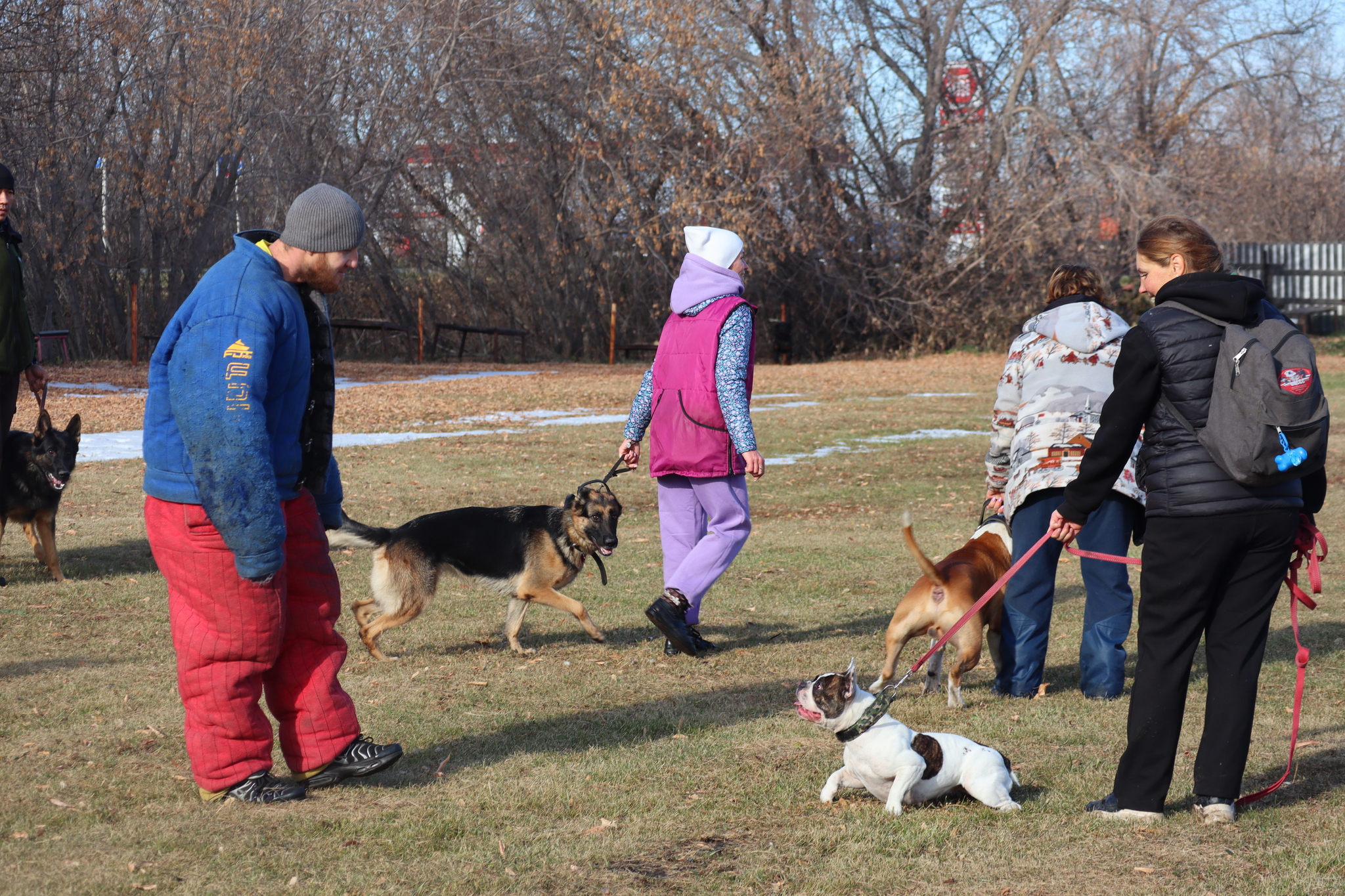 Dog training in Omsk - OCSSSS 19 - 10 - 2024 - Dog, Puppies, Omsk, Training, Dog lovers, Г“Г±Г±Г±, Friend, Care, Longpost