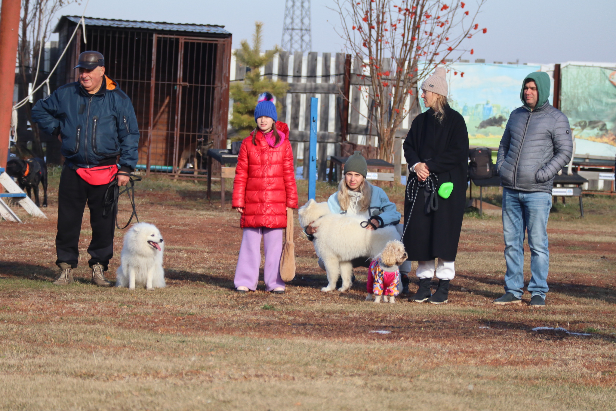 Dog training in Omsk - OCSSSS 19 - 10 - 2024 - Dog, Puppies, Omsk, Training, Dog lovers, Г“Г±Г±Г±, Friend, Care, Longpost