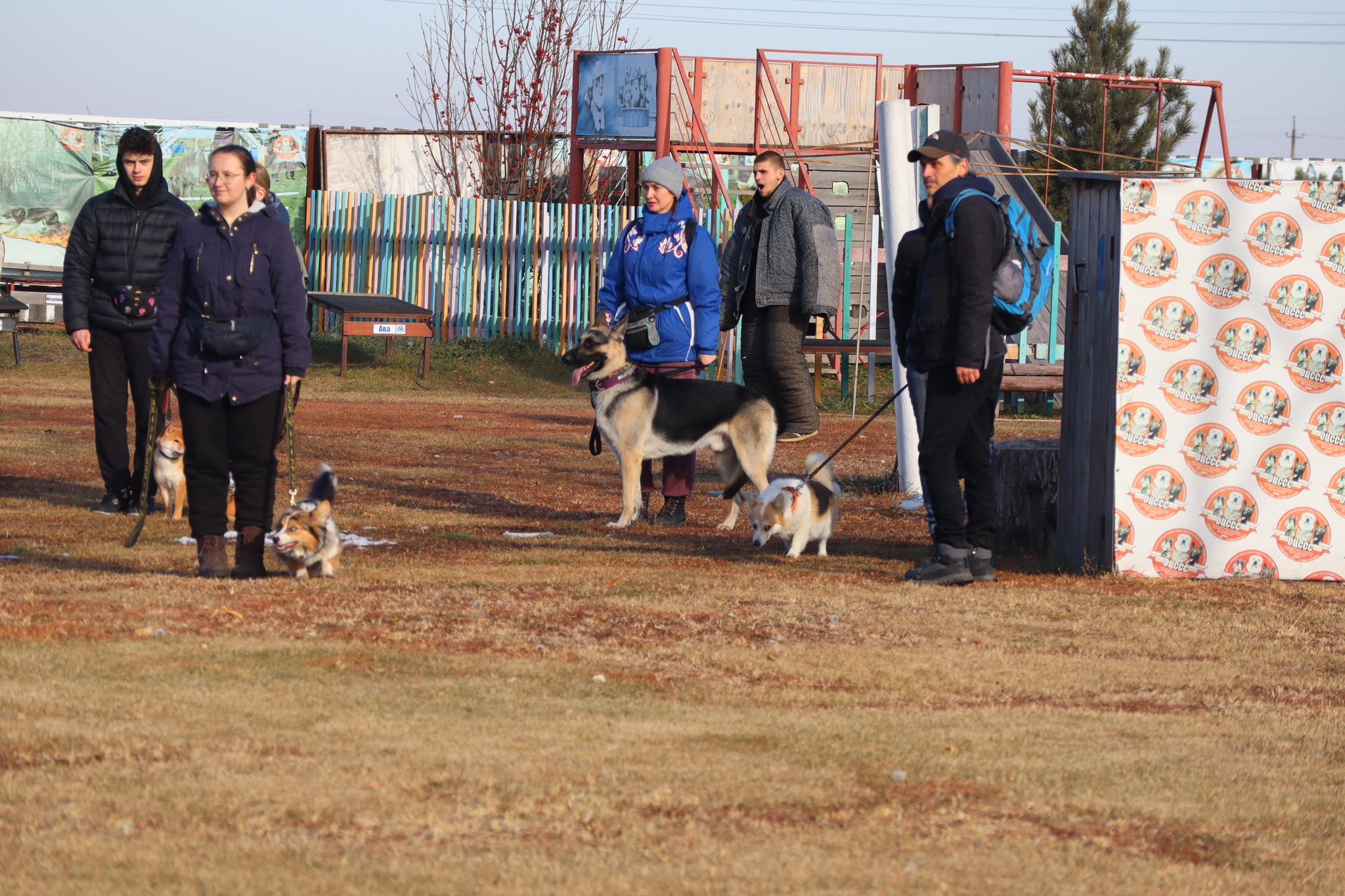 Dog training in Omsk - OCSSSS 19 - 10 - 2024 - Dog, Puppies, Omsk, Training, Dog lovers, Г“Г±Г±Г±, Friend, Care, Longpost