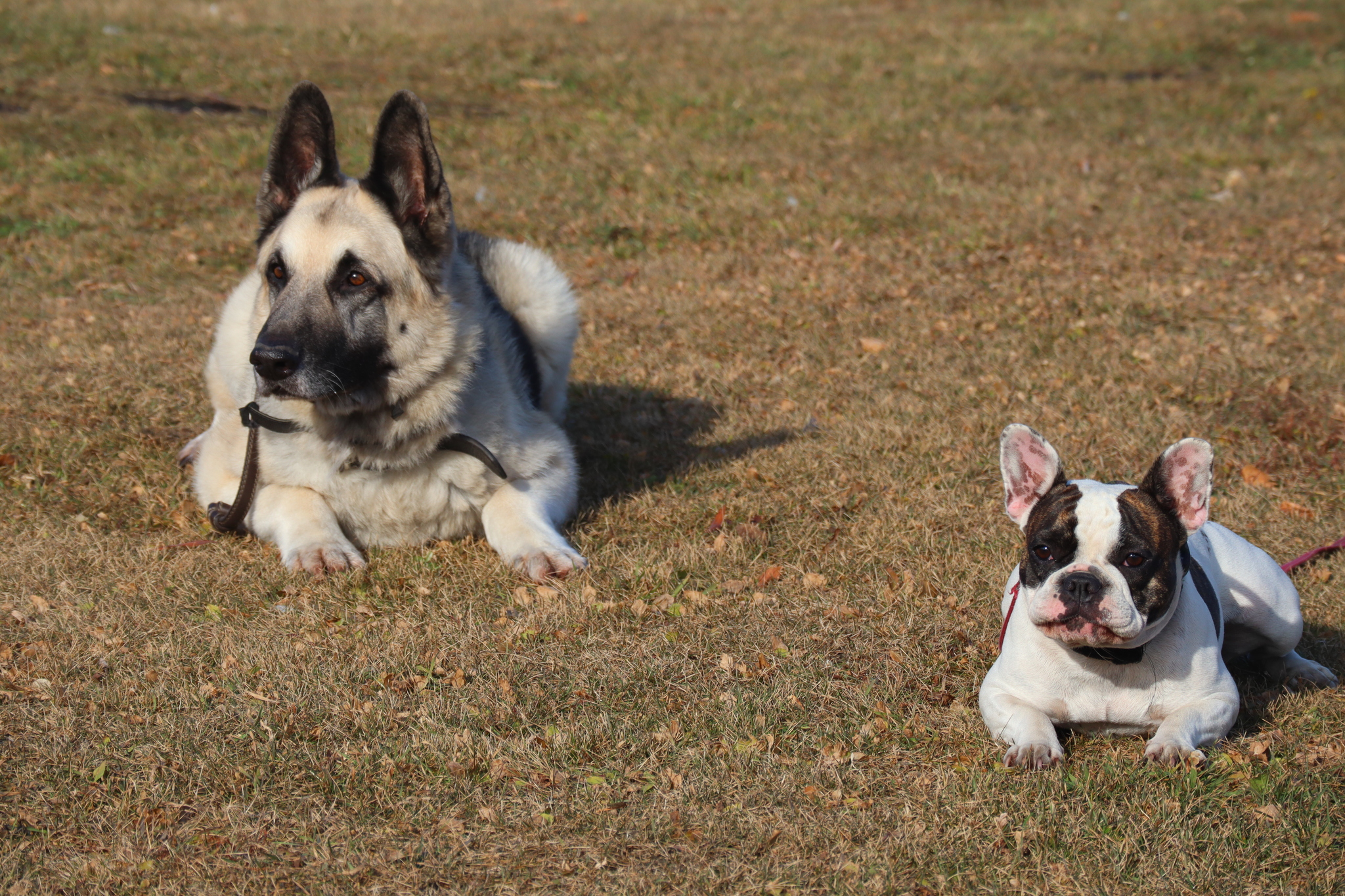 Dog training in Omsk - OCSSSS 19 - 10 - 2024 - Dog, Puppies, Omsk, Training, Dog lovers, Г“Г±Г±Г±, Friend, Care, Longpost