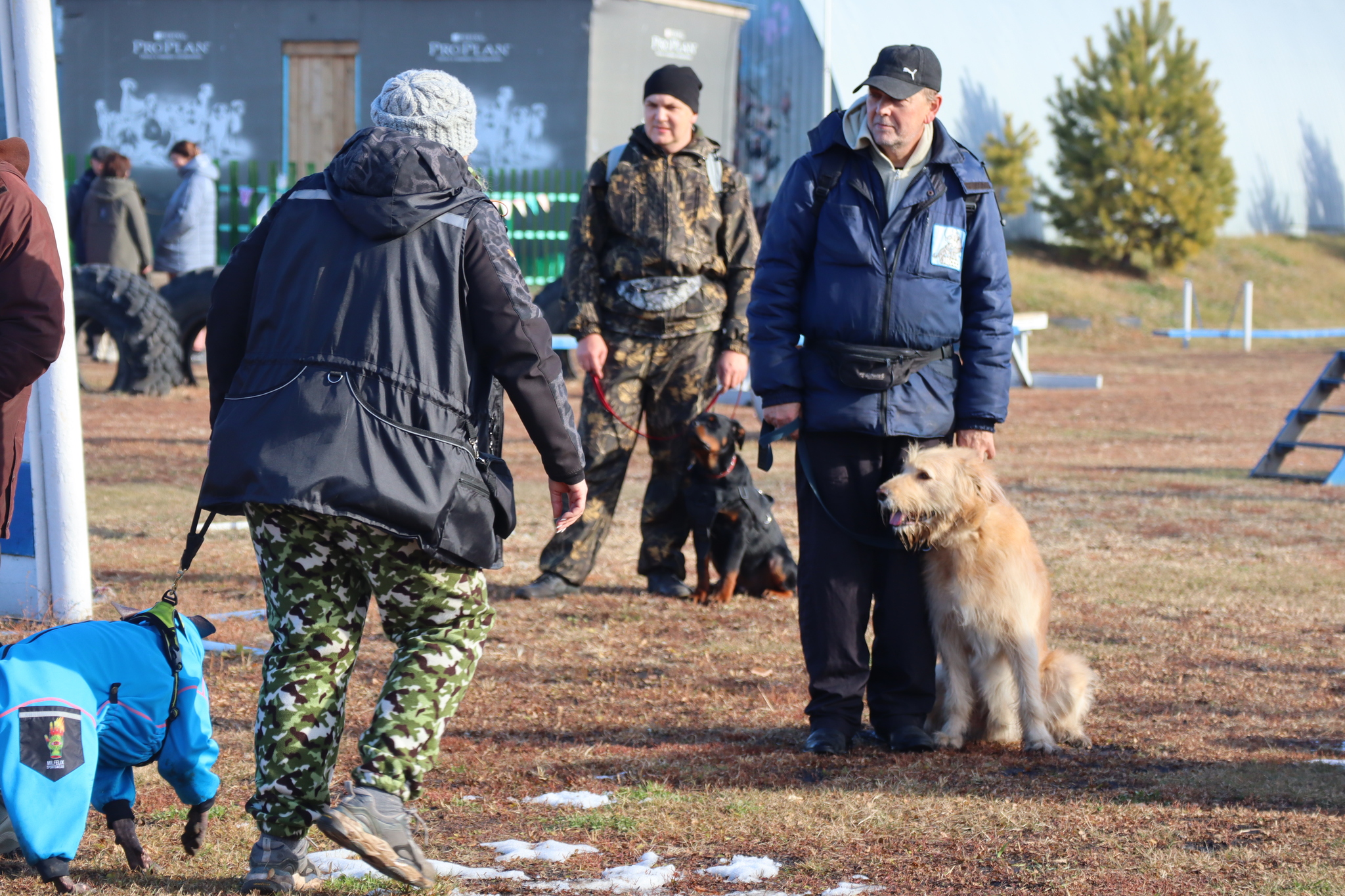 Dog training in Omsk - OCSSSS 19 - 10 - 2024 - Dog, Puppies, Omsk, Training, Dog lovers, Г“Г±Г±Г±, Friend, Care, Longpost