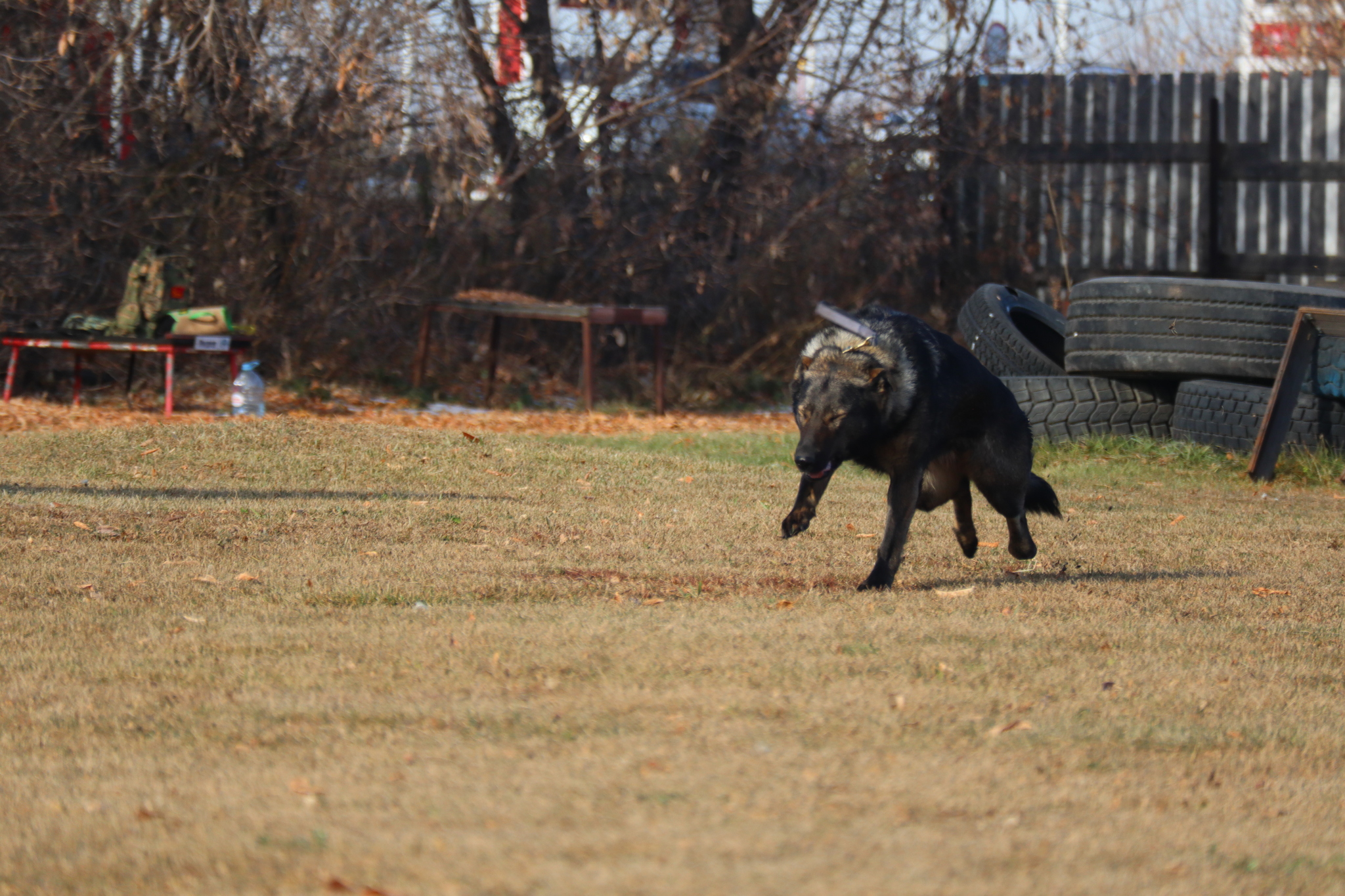 Dog training in Omsk - OCSSSS 19 - 10 - 2024 - Dog, Puppies, Omsk, Training, Dog lovers, Г“Г±Г±Г±, Friend, Care, Longpost