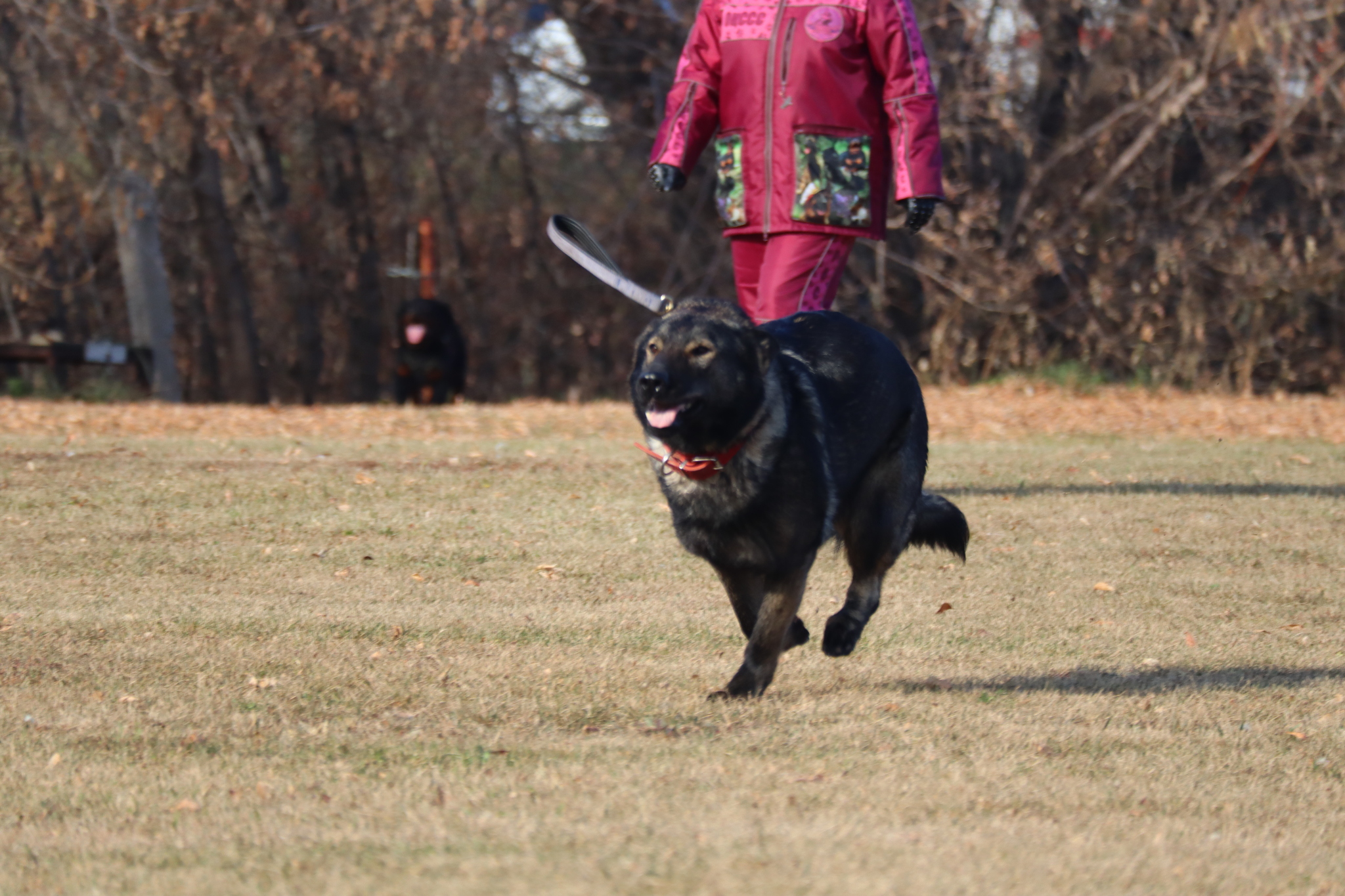 Dog training in Omsk - OCSSSS 19 - 10 - 2024 - Dog, Puppies, Omsk, Training, Dog lovers, Г“Г±Г±Г±, Friend, Care, Longpost