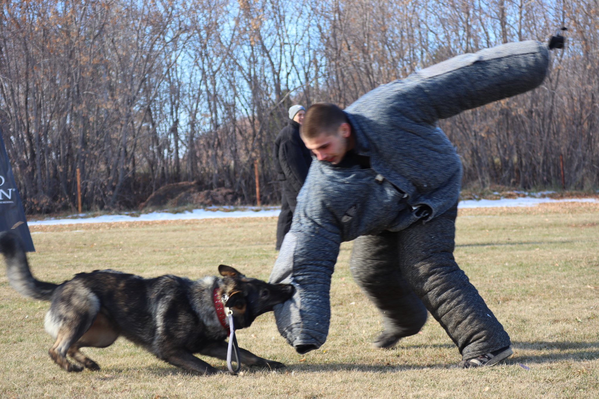 Dog training in Omsk - OCSSSS 19 - 10 - 2024 - Dog, Puppies, Omsk, Training, Dog lovers, Г“Г±Г±Г±, Friend, Care, Longpost