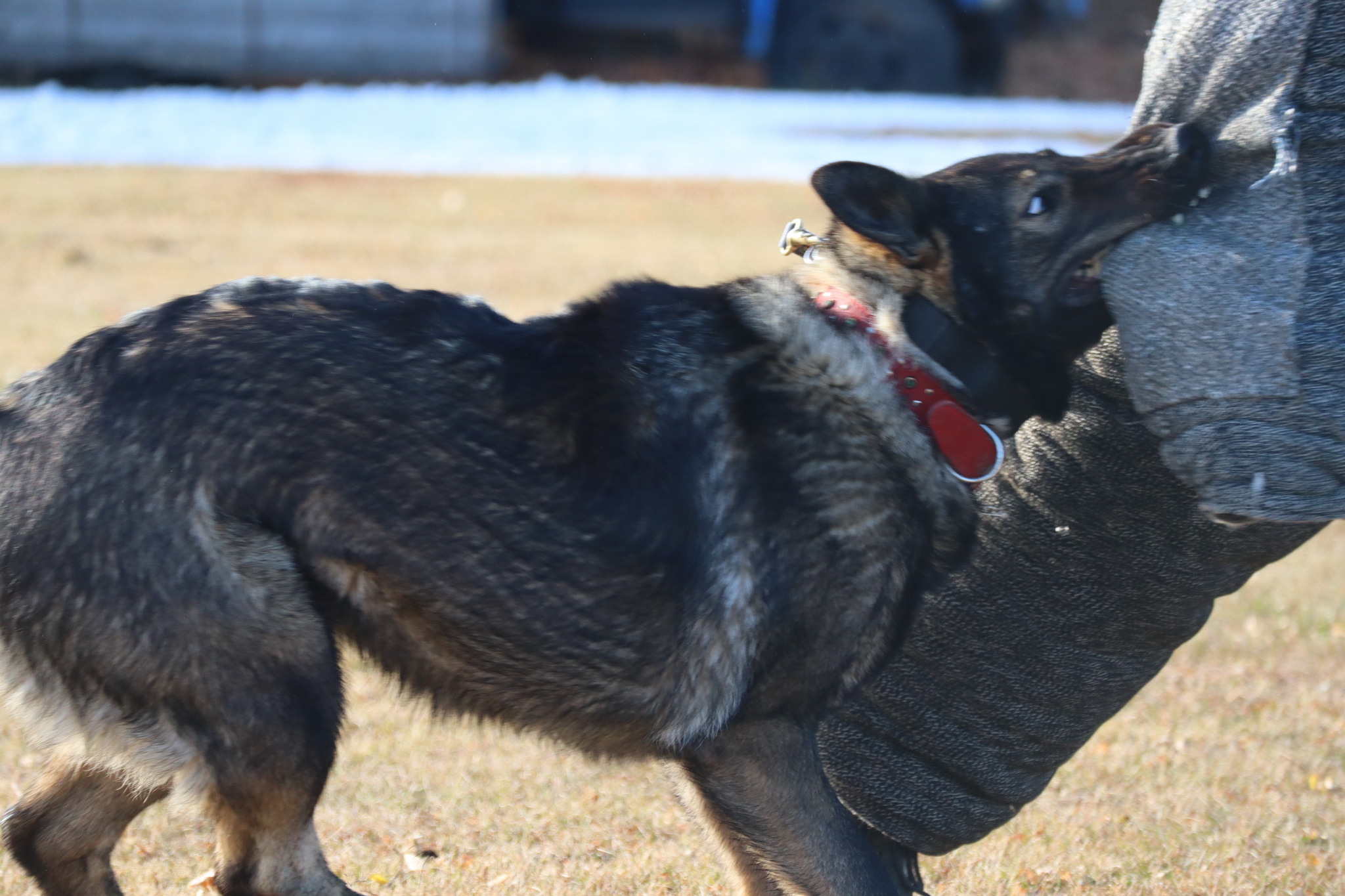 Dog training in Omsk - OCSSSS 19 - 10 - 2024 - Dog, Puppies, Omsk, Training, Dog lovers, Г“Г±Г±Г±, Friend, Care, Longpost