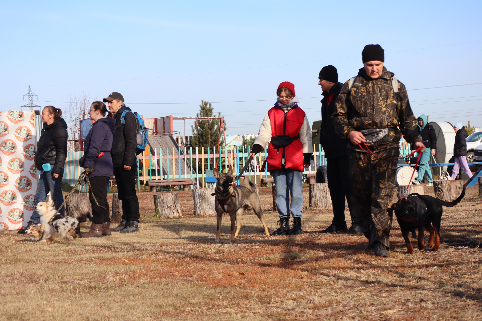 Dog training in Omsk - OCSSSS 19 - 10 - 2024 - Dog, Puppies, Omsk, Training, Dog lovers, Г“Г±Г±Г±, Friend, Care, Longpost