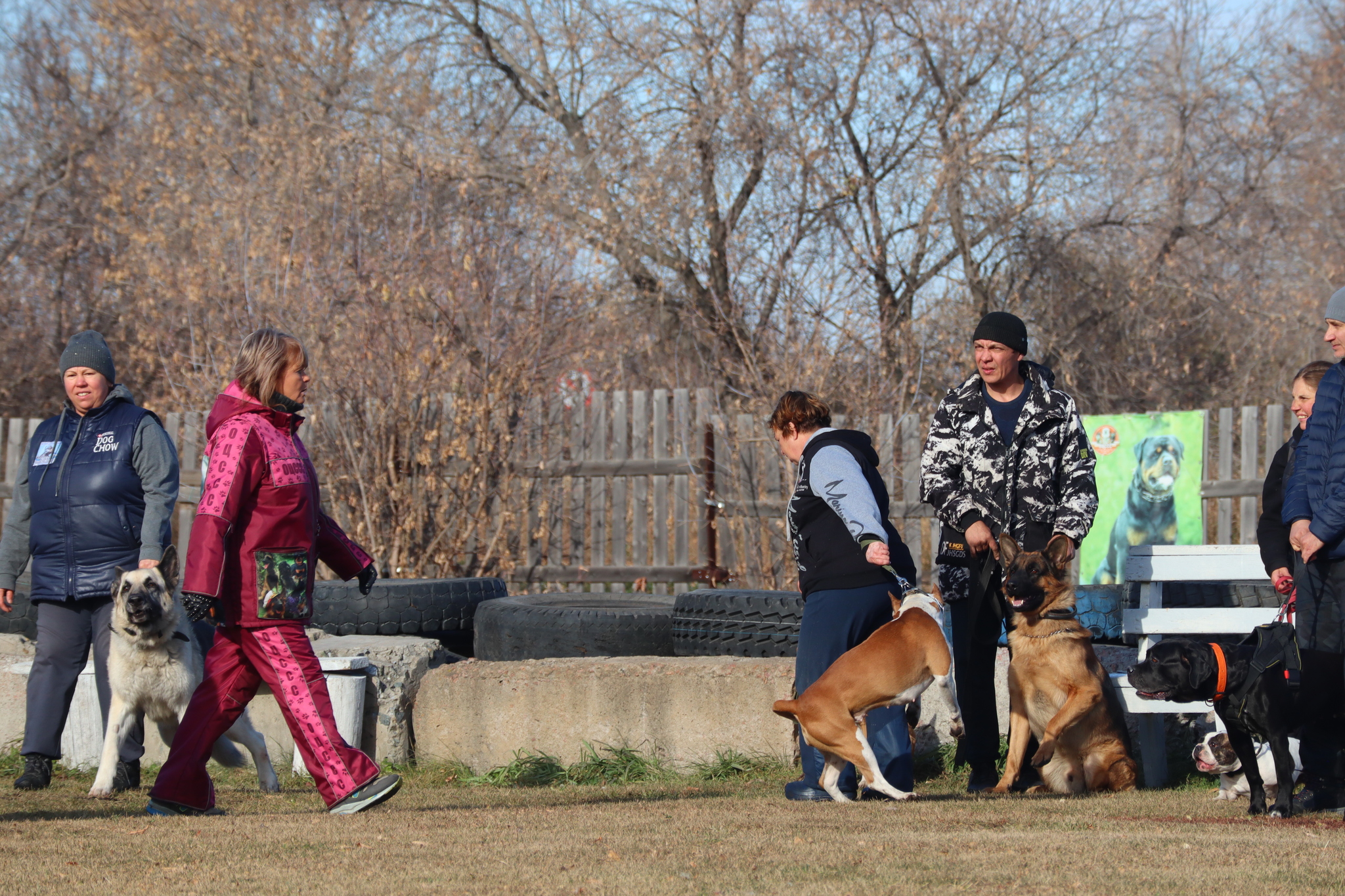 Dog training in Omsk - OCSSSS 19 - 10 - 2024 - Dog, Puppies, Omsk, Training, Dog lovers, Г“Г±Г±Г±, Friend, Care, Longpost