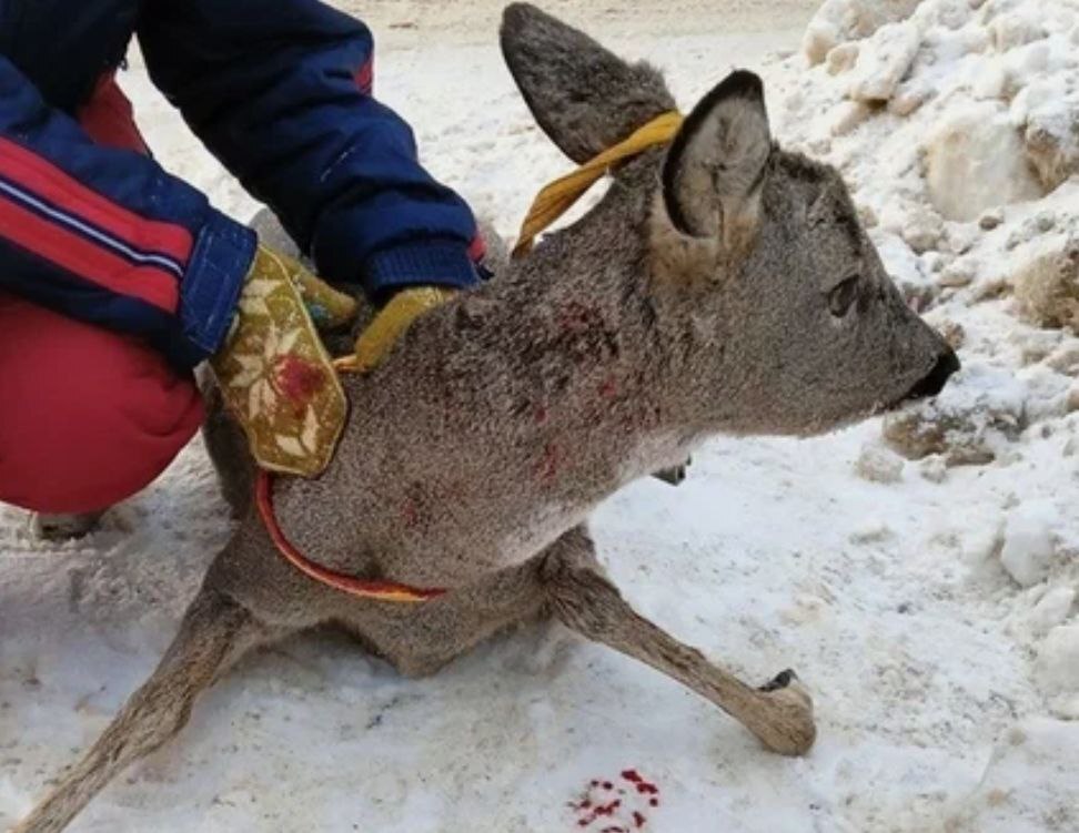 Moscow Zoo Rescues Stray Dogs Scientists Recognize as a Threat to Wildlife and Biodiversity - Radical animal protection, Stray dogs, Dog attack, Moscow Zoo, Osvv, Animal defenders, wildlife, Ecological catastrophy, VKontakte (link), Longpost, Negative