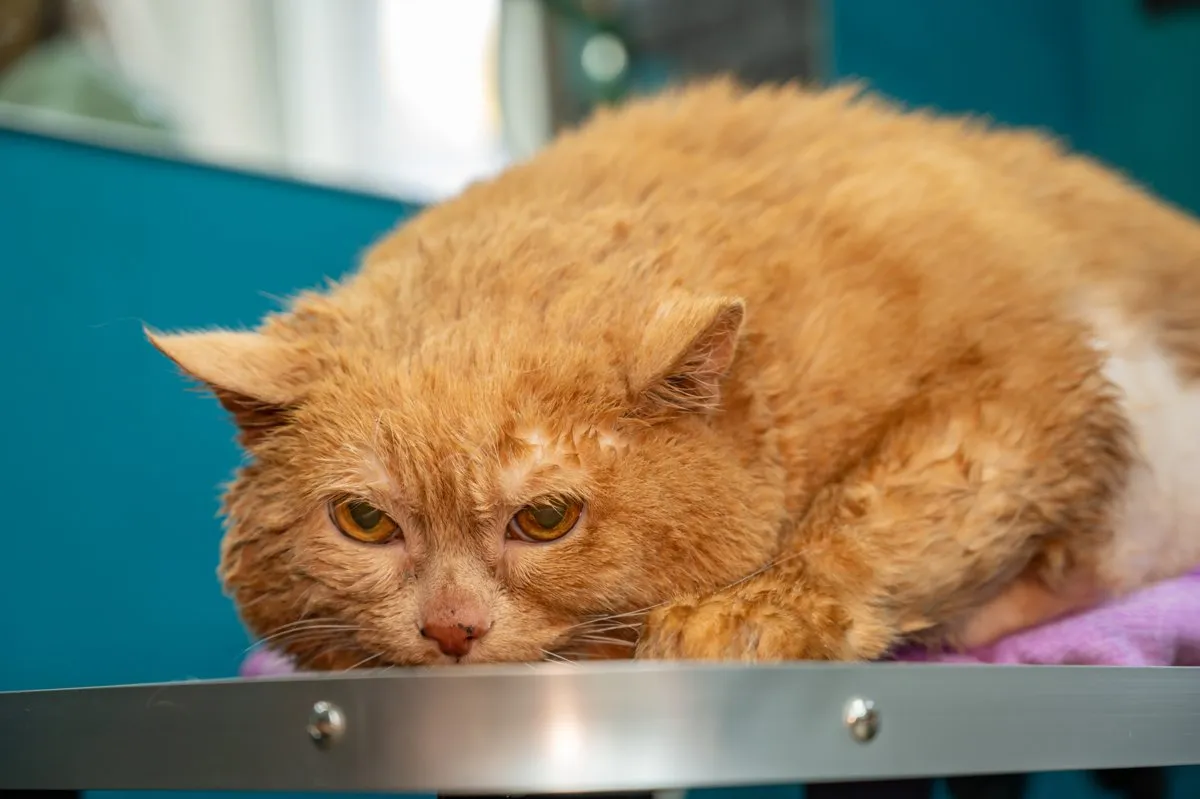 Perm cat Kroshik, whose weight loss was followed by the whole country, has died - Negative, Treatment, cat, Kroshik, Kroshik the Cat, Death, Obituary