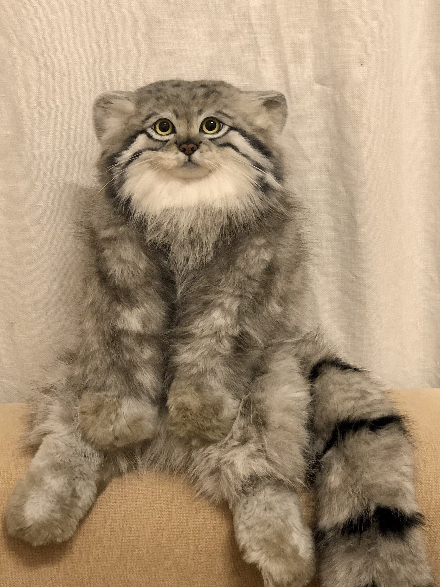 Another safe manul :3 - Wild animals, Predatory animals, Cat family, Pallas' cat, Small cats, Toys, Soft toy, Twitter (link), Longpost