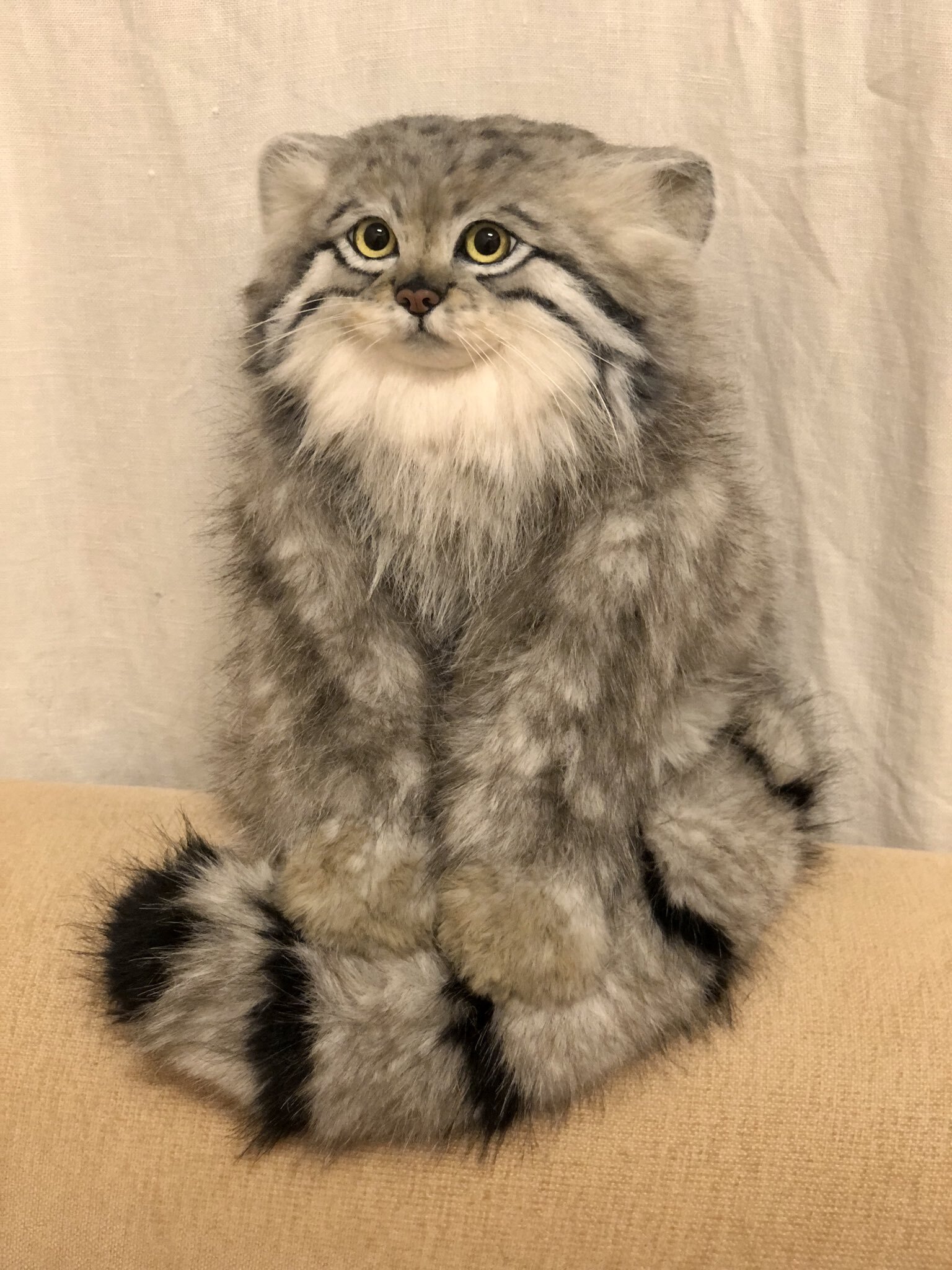 Another safe manul :3 - Wild animals, Predatory animals, Cat family, Pallas' cat, Small cats, Toys, Soft toy, Twitter (link), Longpost