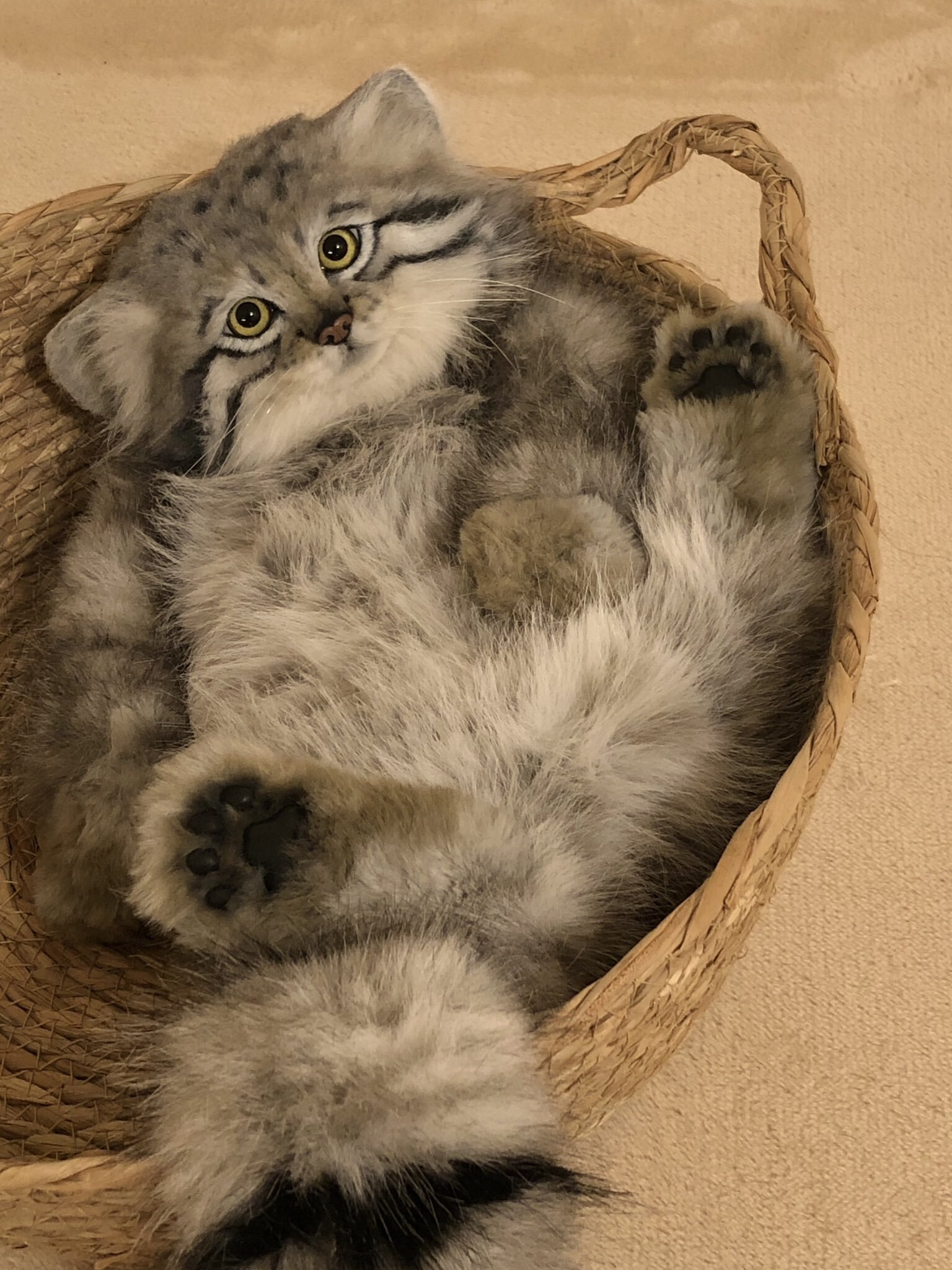 Another safe manul :3 - Wild animals, Predatory animals, Cat family, Pallas' cat, Small cats, Toys, Soft toy, Twitter (link), Longpost