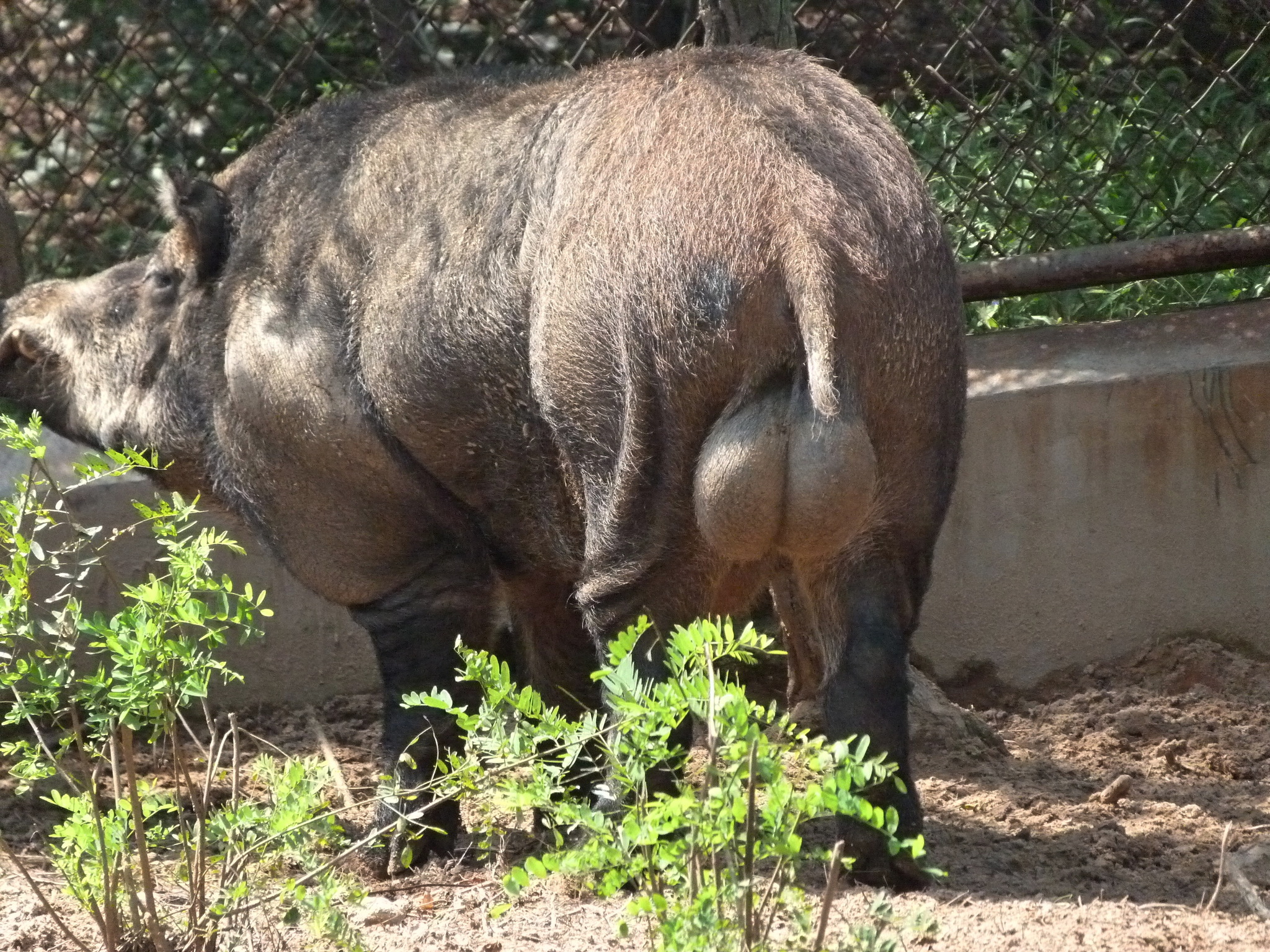 A solid man... - The photo, Tourism, China, Safari, Safari Park