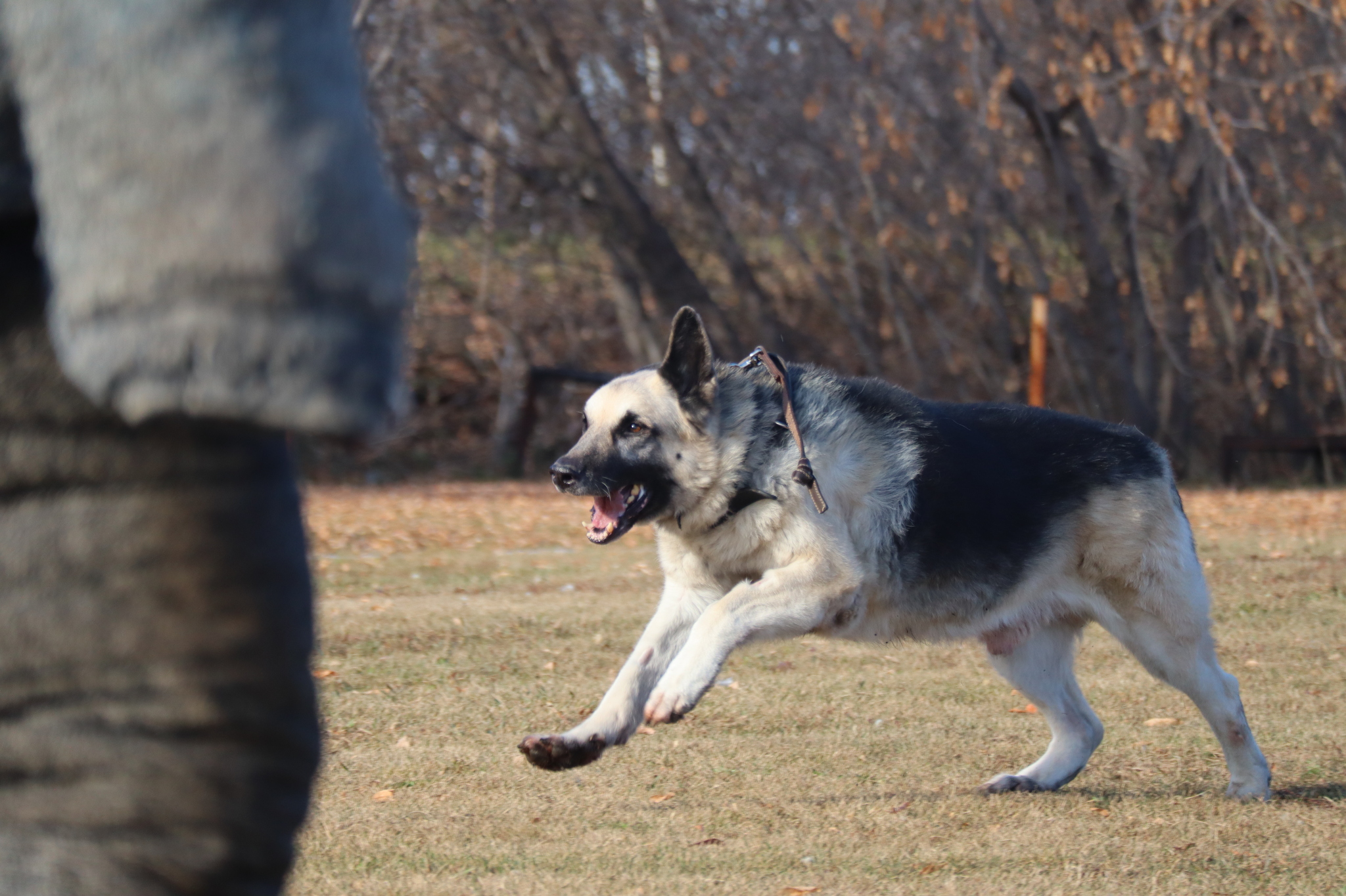 Dog training in Omsk - OCSSSS 19 - 10 - 2024 - Dog, Puppies, Omsk, Training, Dog lovers, Г“Г±Г±Г±, Friend, Care, Longpost