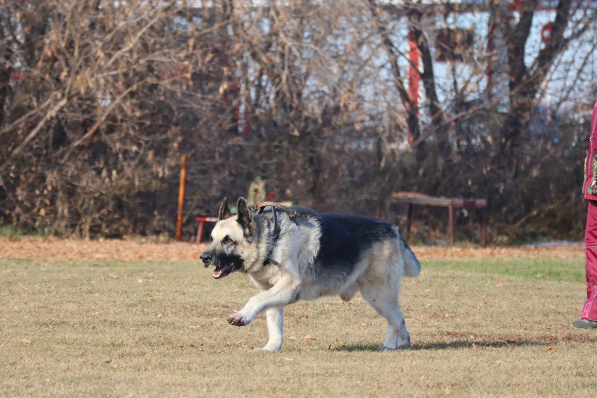 Dog training in Omsk - OCSSSS 19 - 10 - 2024 - Dog, Puppies, Omsk, Training, Dog lovers, Г“Г±Г±Г±, Friend, Care, Longpost