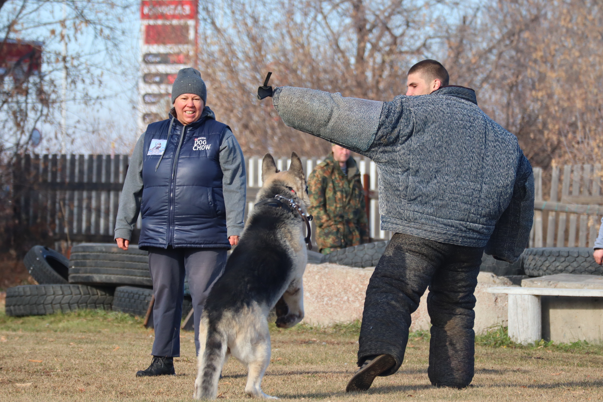 Dog training in Omsk - OCSSSS 19 - 10 - 2024 - Dog, Puppies, Omsk, Training, Dog lovers, Г“Г±Г±Г±, Friend, Care, Longpost