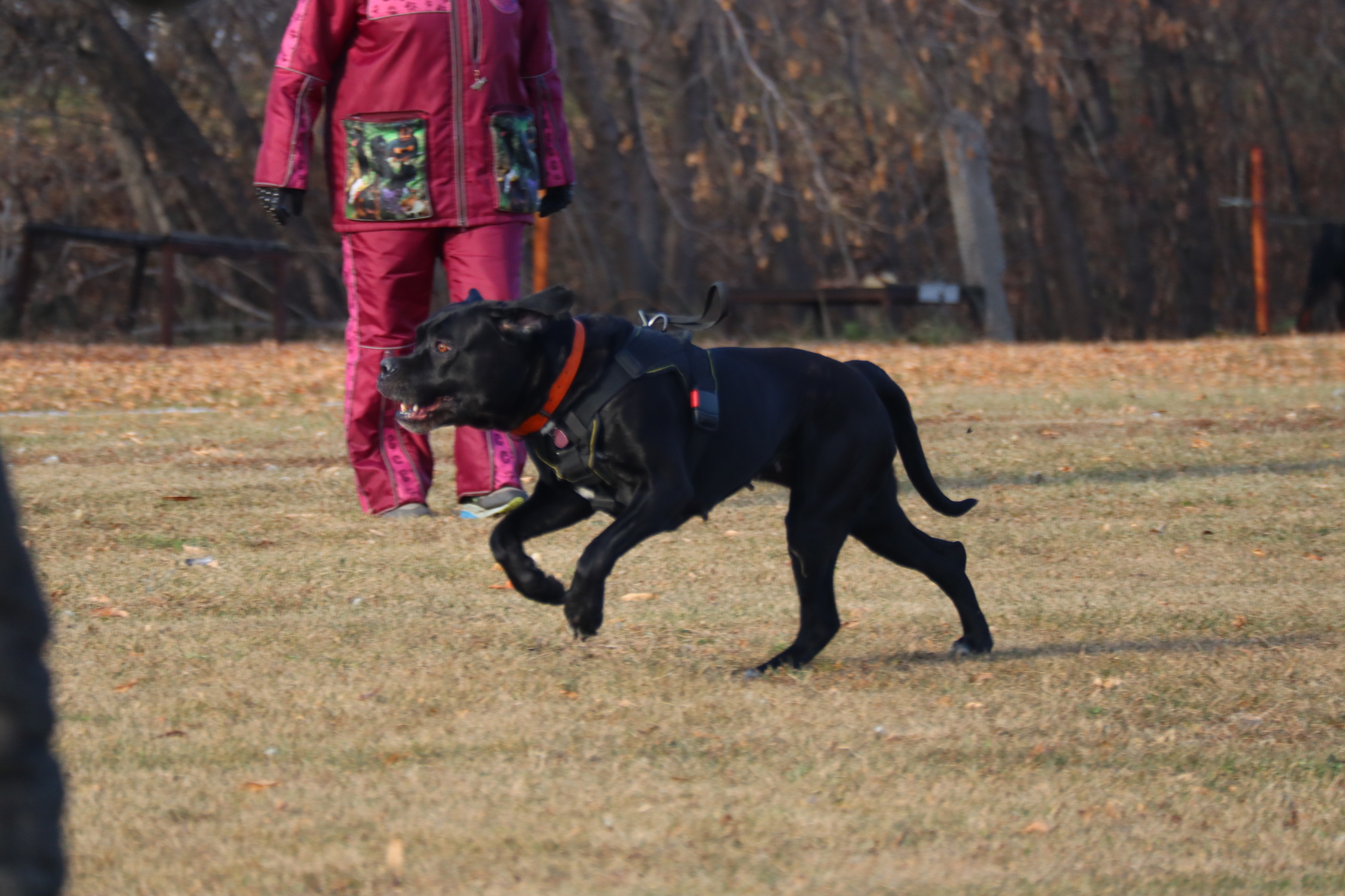 Dog training in Omsk - OCSSSS 19 - 10 - 2024 - Dog, Puppies, Omsk, Training, Dog lovers, Г“Г±Г±Г±, Friend, Care, Longpost