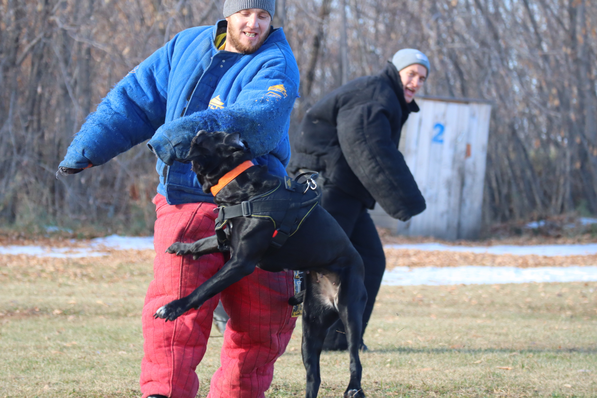 Dog training in Omsk - OCSSSS 19 - 10 - 2024 - Dog, Puppies, Omsk, Training, Dog lovers, Г“Г±Г±Г±, Friend, Care, Longpost