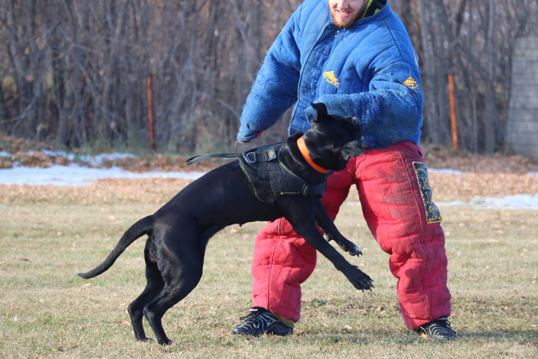 Dog training in Omsk - OCSSSS 19 - 10 - 2024 - Dog, Puppies, Omsk, Training, Dog lovers, Г“Г±Г±Г±, Friend, Care, Longpost