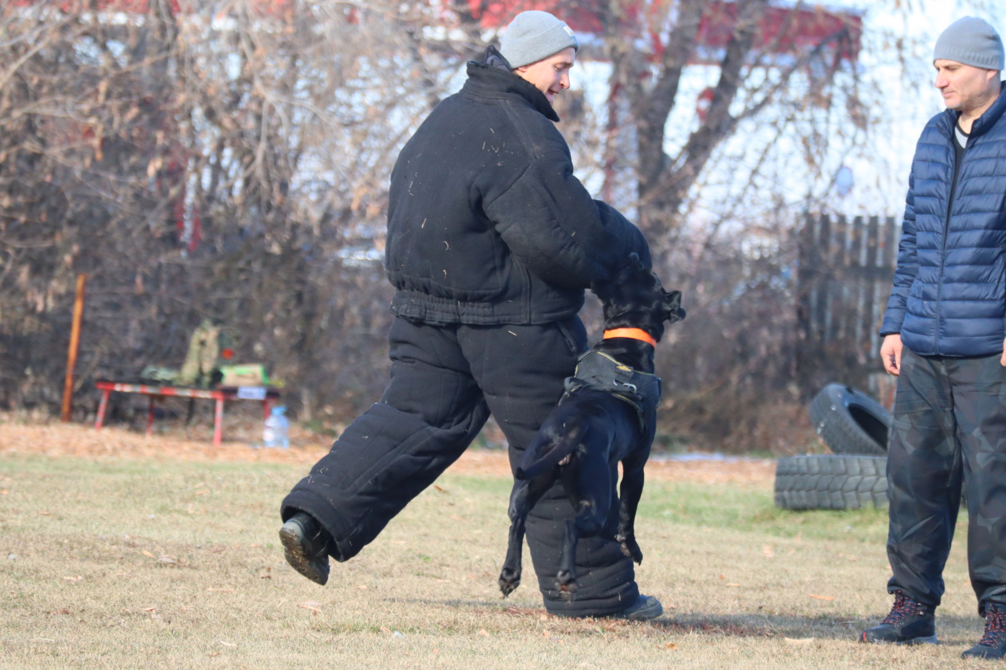 Dog training in Omsk - OCSSSS 19 - 10 - 2024 - Dog, Puppies, Omsk, Training, Dog lovers, Г“Г±Г±Г±, Friend, Care, Longpost