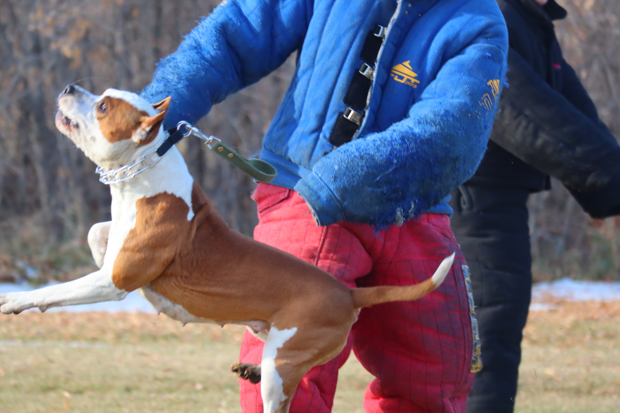 Dog training in Omsk - OCSSSS 19 - 10 - 2024 - Dog, Puppies, Omsk, Training, Dog lovers, Г“Г±Г±Г±, Friend, Care, Longpost