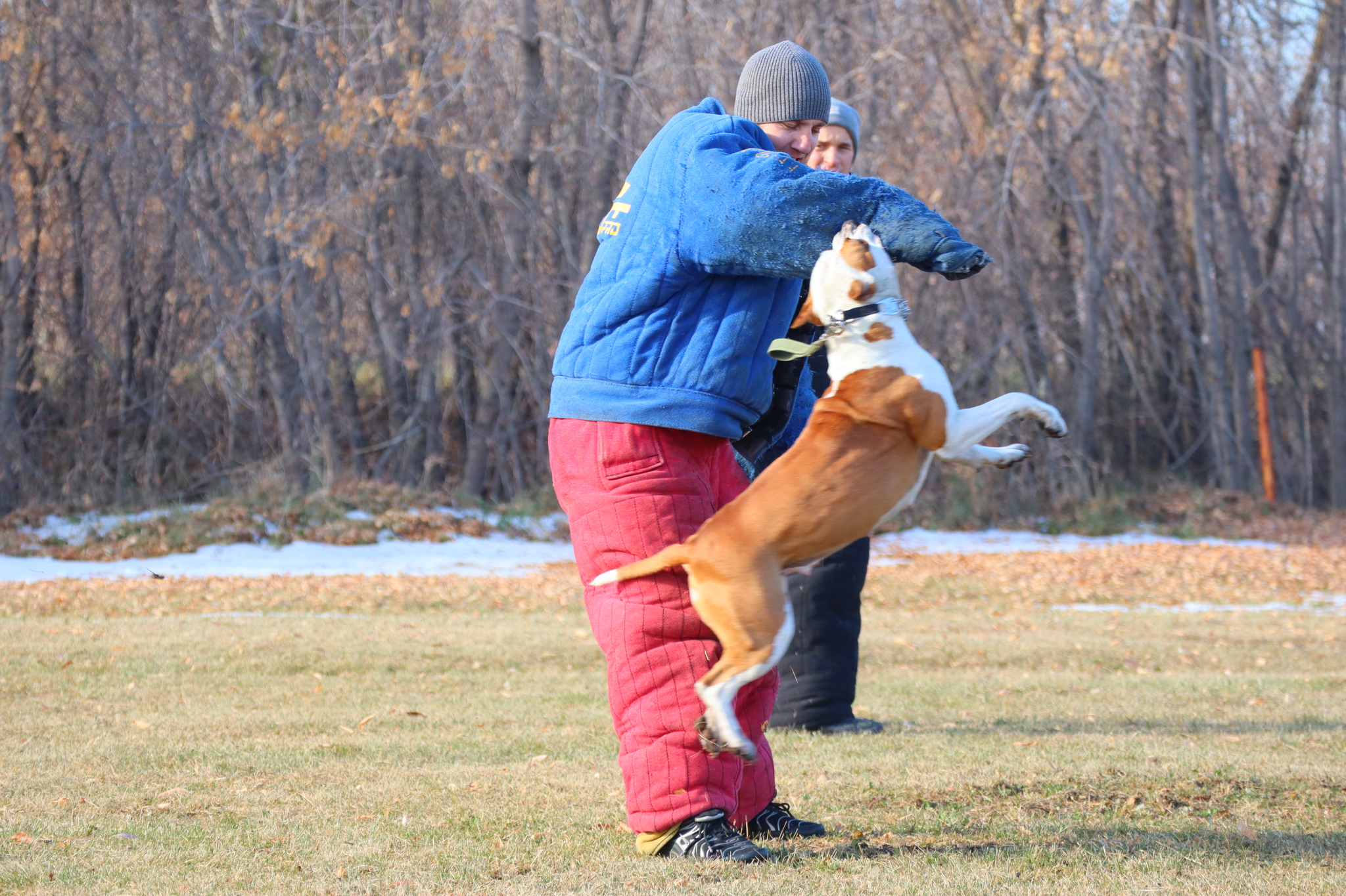 Dog training in Omsk - OCSSSS 19 - 10 - 2024 - Dog, Puppies, Omsk, Training, Dog lovers, Г“Г±Г±Г±, Friend, Care, Longpost