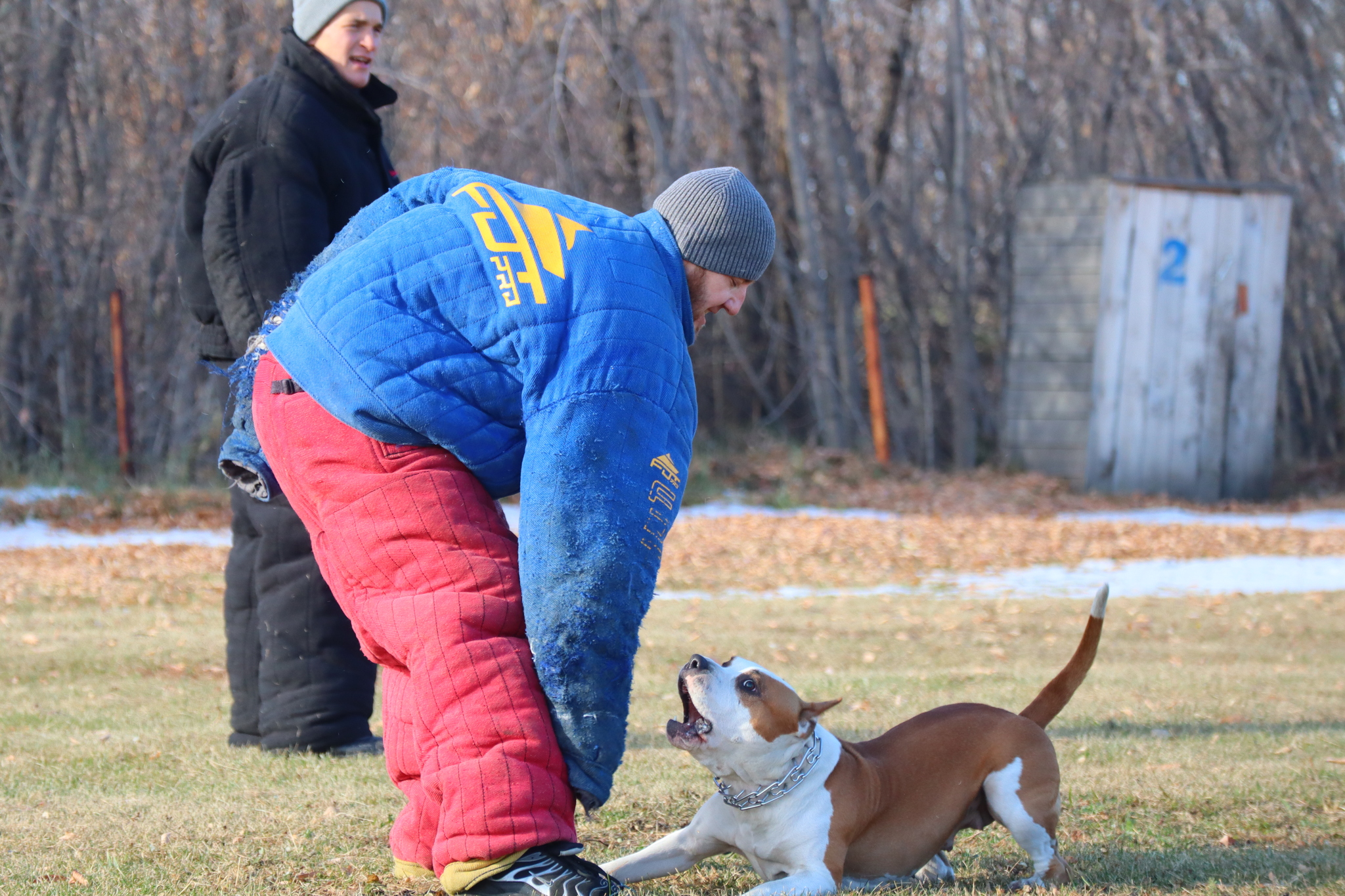 Dog training in Omsk - OCSSSS 19 - 10 - 2024 - Dog, Puppies, Omsk, Training, Dog lovers, Г“Г±Г±Г±, Friend, Care, Longpost