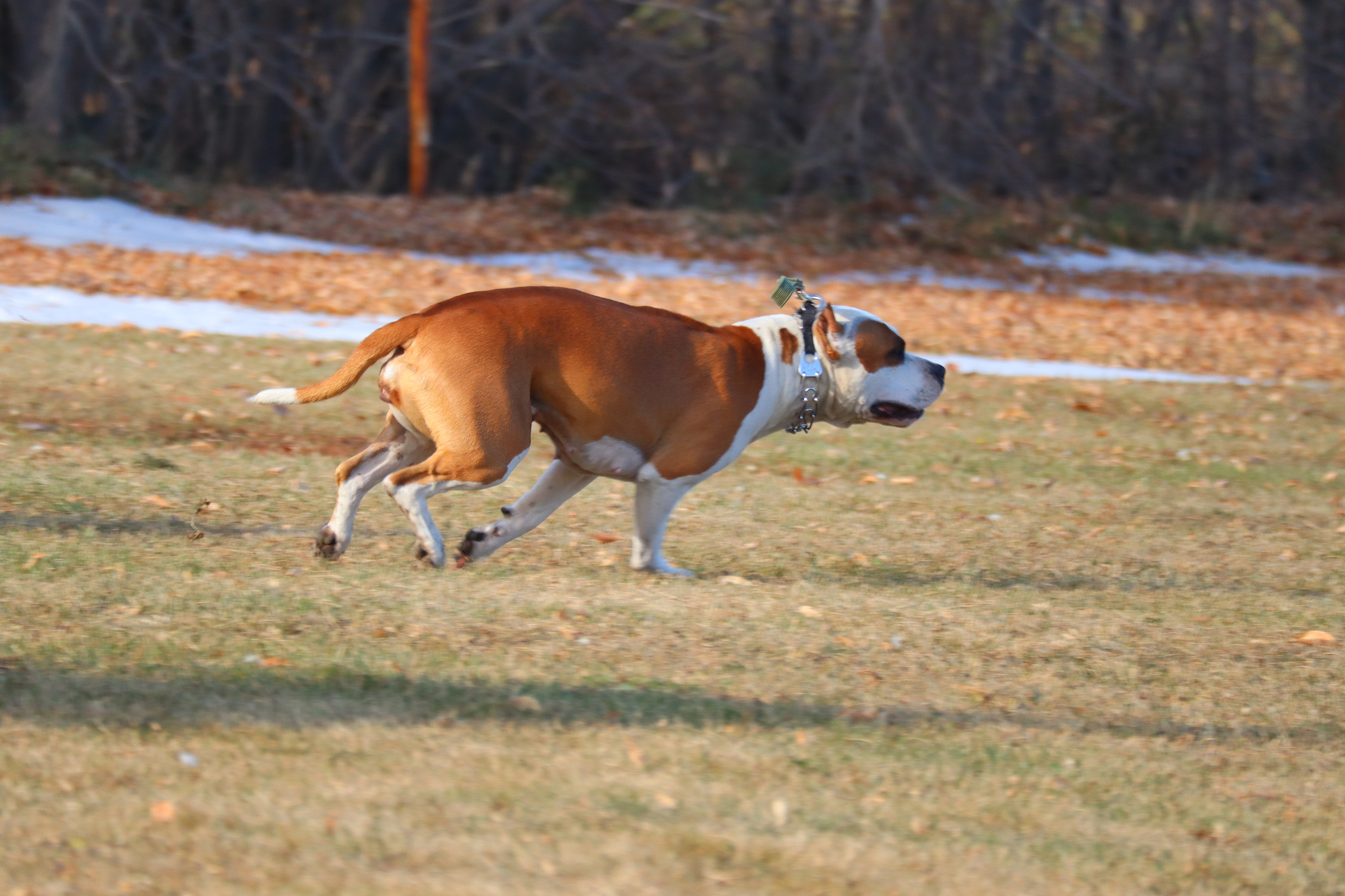 Dog training in Omsk - OCSSSS 19 - 10 - 2024 - Dog, Puppies, Omsk, Training, Dog lovers, Г“Г±Г±Г±, Friend, Care, Longpost