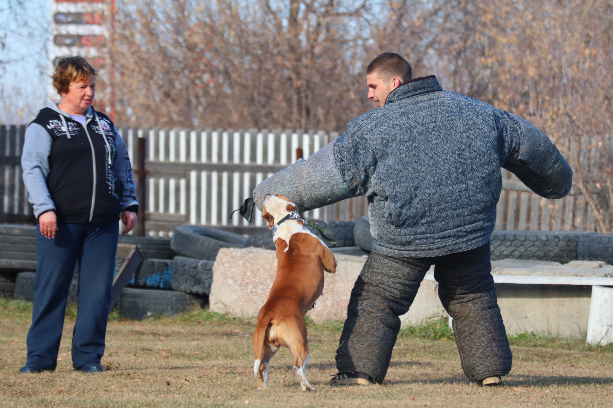 Dog training in Omsk - OCSSSS 19 - 10 - 2024 - Dog, Puppies, Omsk, Training, Dog lovers, Г“Г±Г±Г±, Friend, Care, Longpost