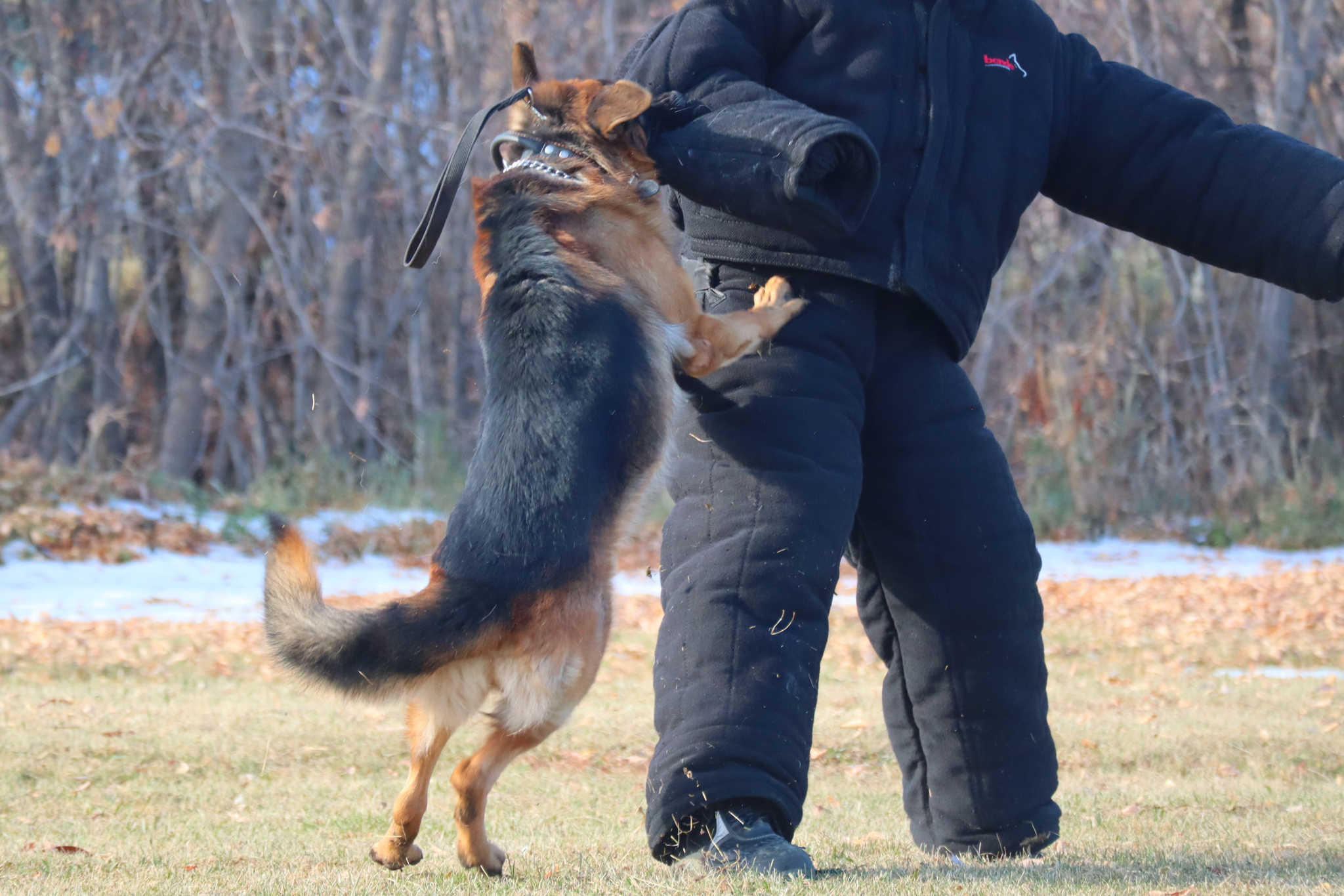 Dog training in Omsk - OCSSSS 19 - 10 - 2024 - Dog, Puppies, Omsk, Training, Dog lovers, Г“Г±Г±Г±, Friend, Care, Longpost