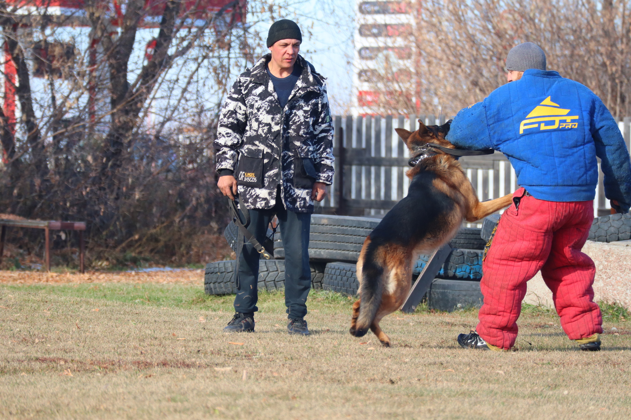 Dog training in Omsk - OCSSSS 19 - 10 - 2024 - Dog, Puppies, Omsk, Training, Dog lovers, Г“Г±Г±Г±, Friend, Care, Longpost