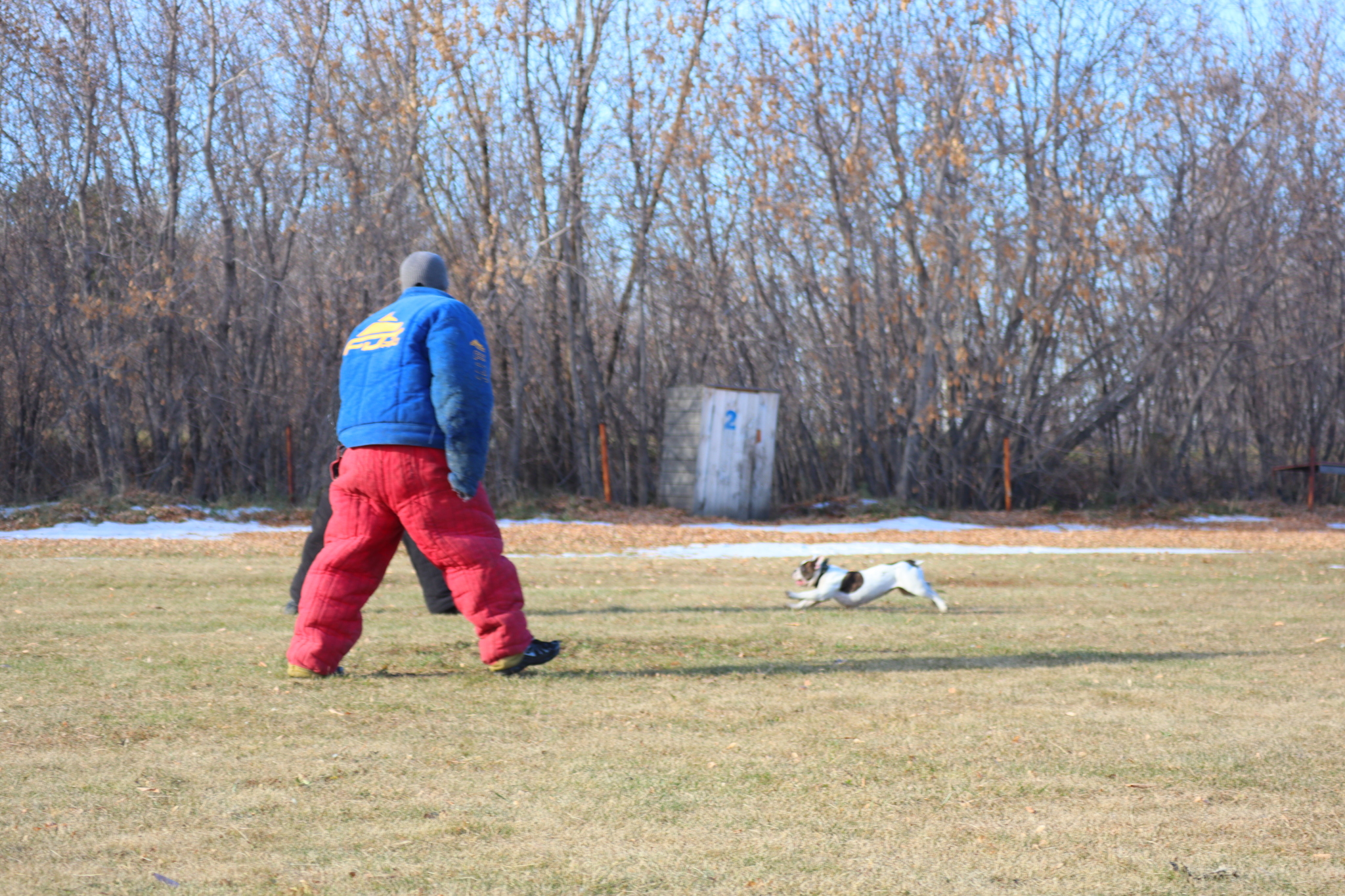 Dog training in Omsk - OCSSSS 19 - 10 - 2024 - Dog, Puppies, Omsk, Training, Dog lovers, Г“Г±Г±Г±, Friend, Care, Longpost